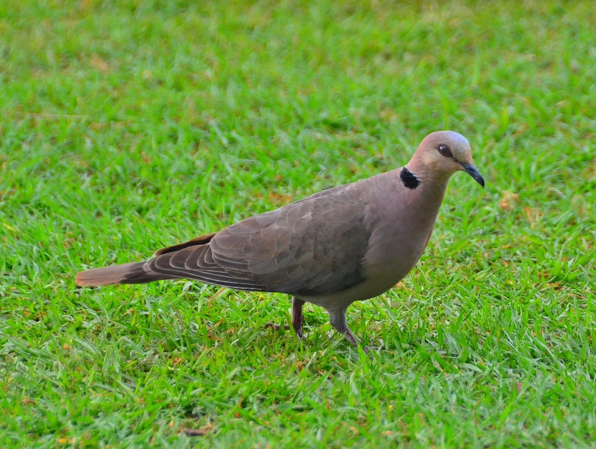 Red-eyed Dove