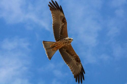 Black Kite