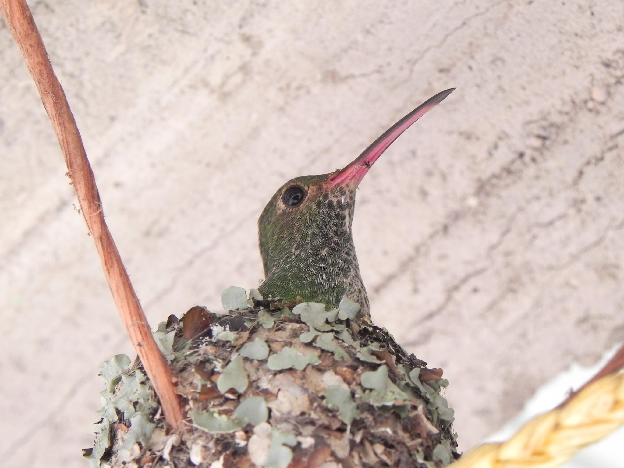 Buff-bellied Hummingbird