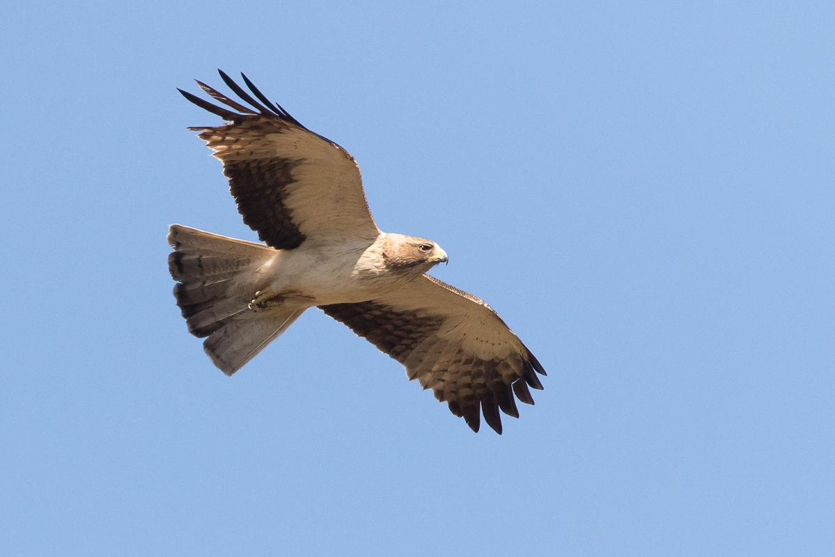 Águila Calzada