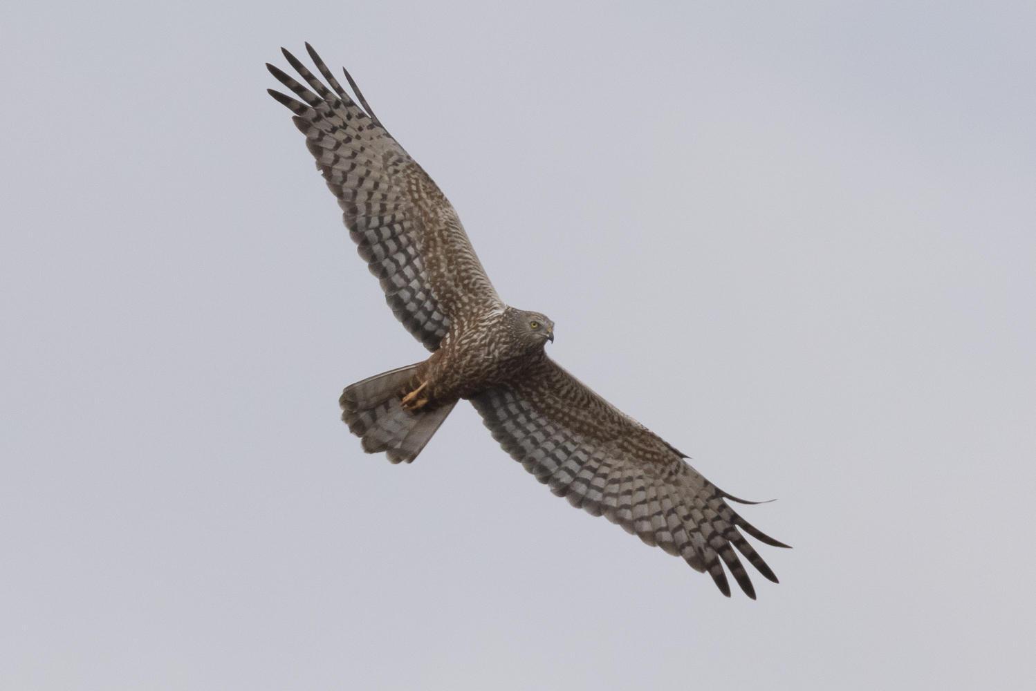 Aguilucho lagunero etiópico
