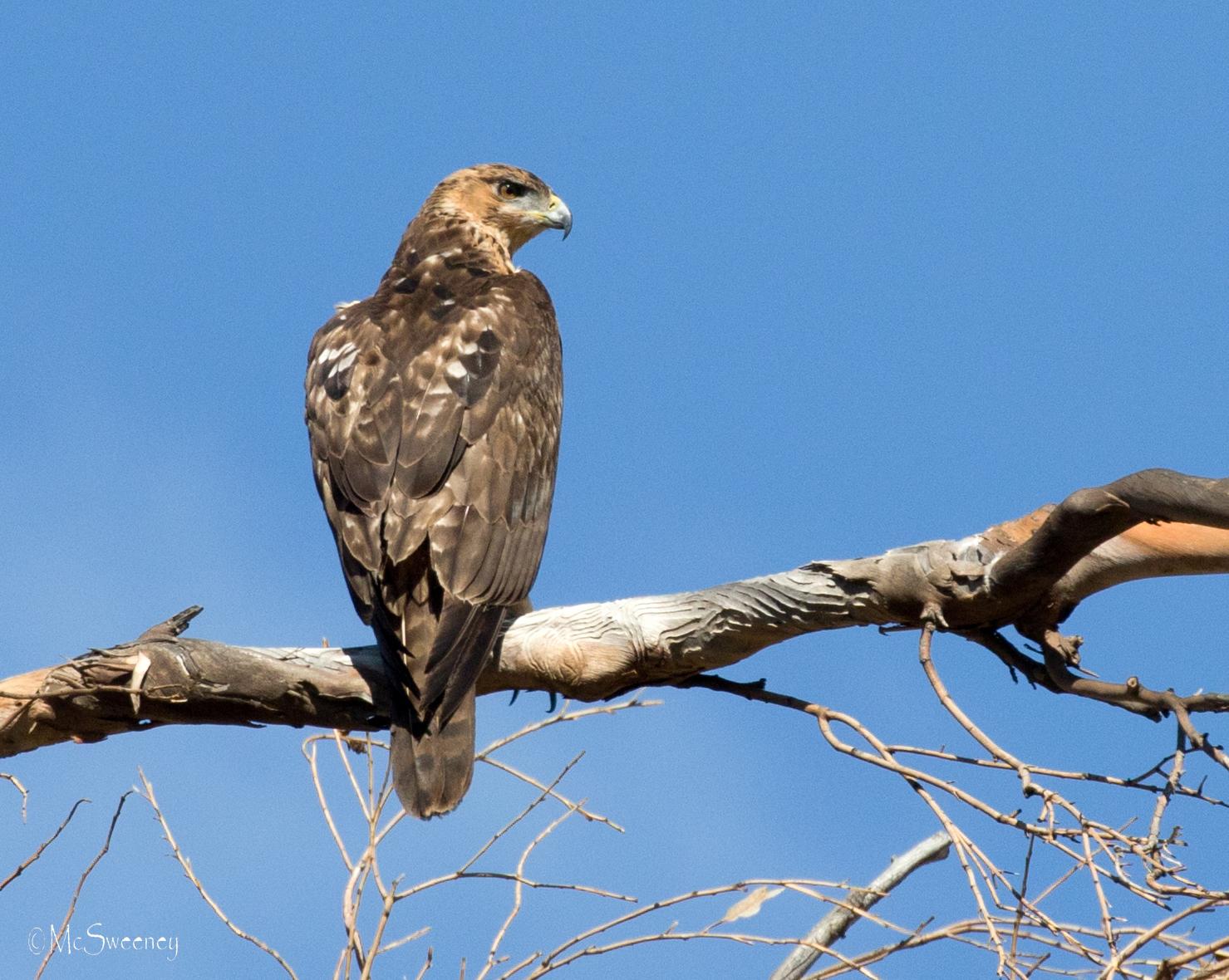 African Hawk-Eagle