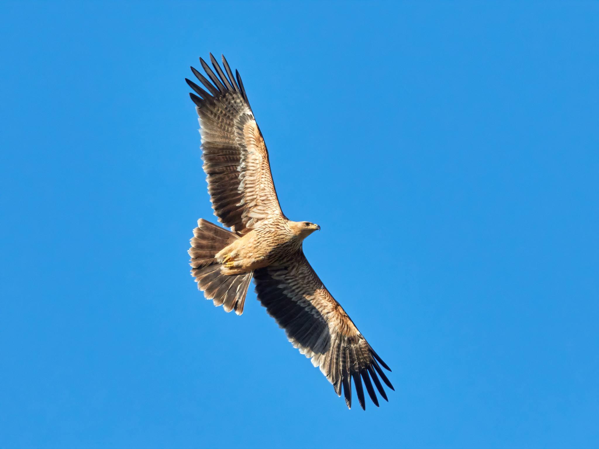 águila imperial oriental