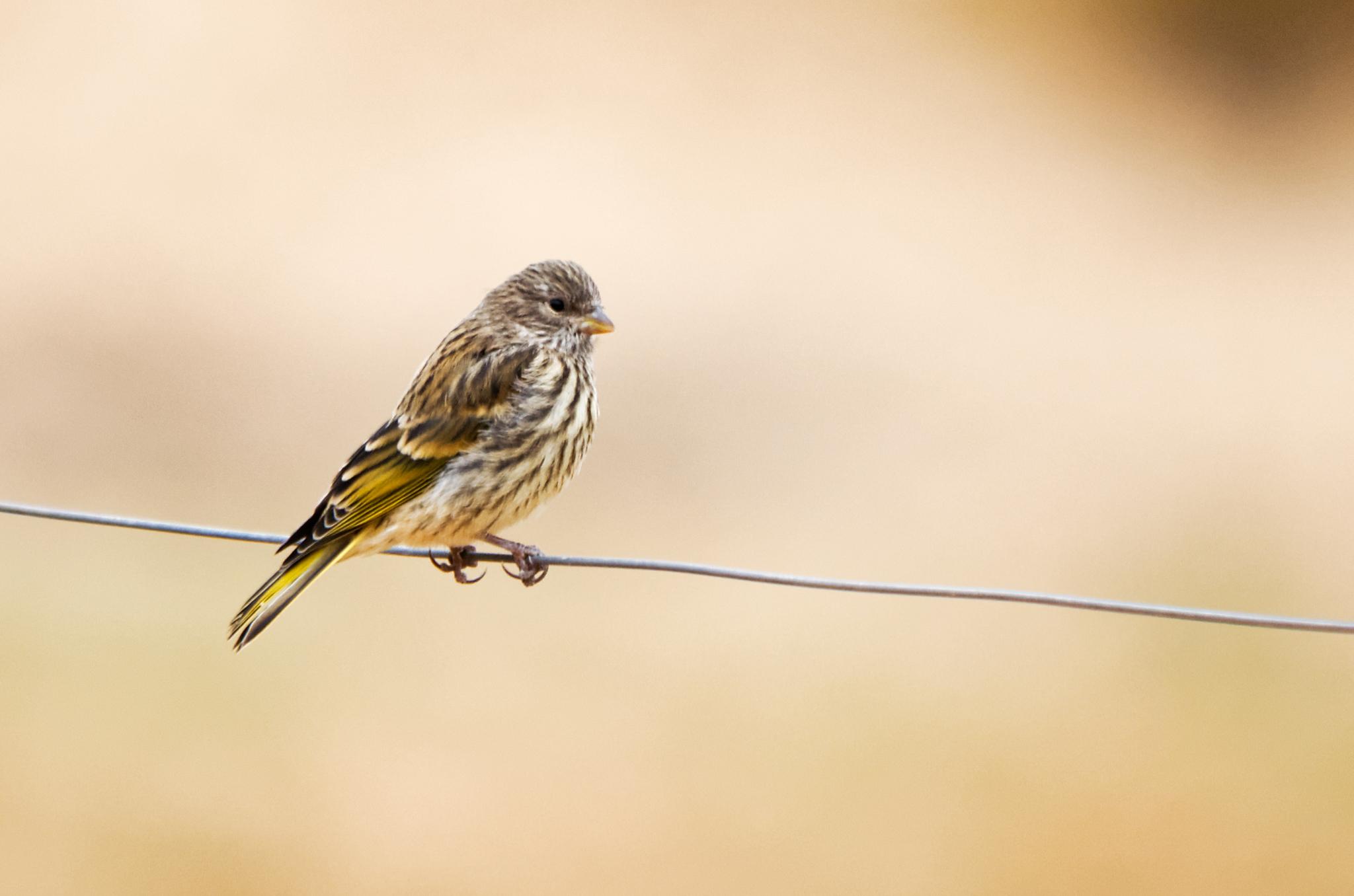Cape Canary