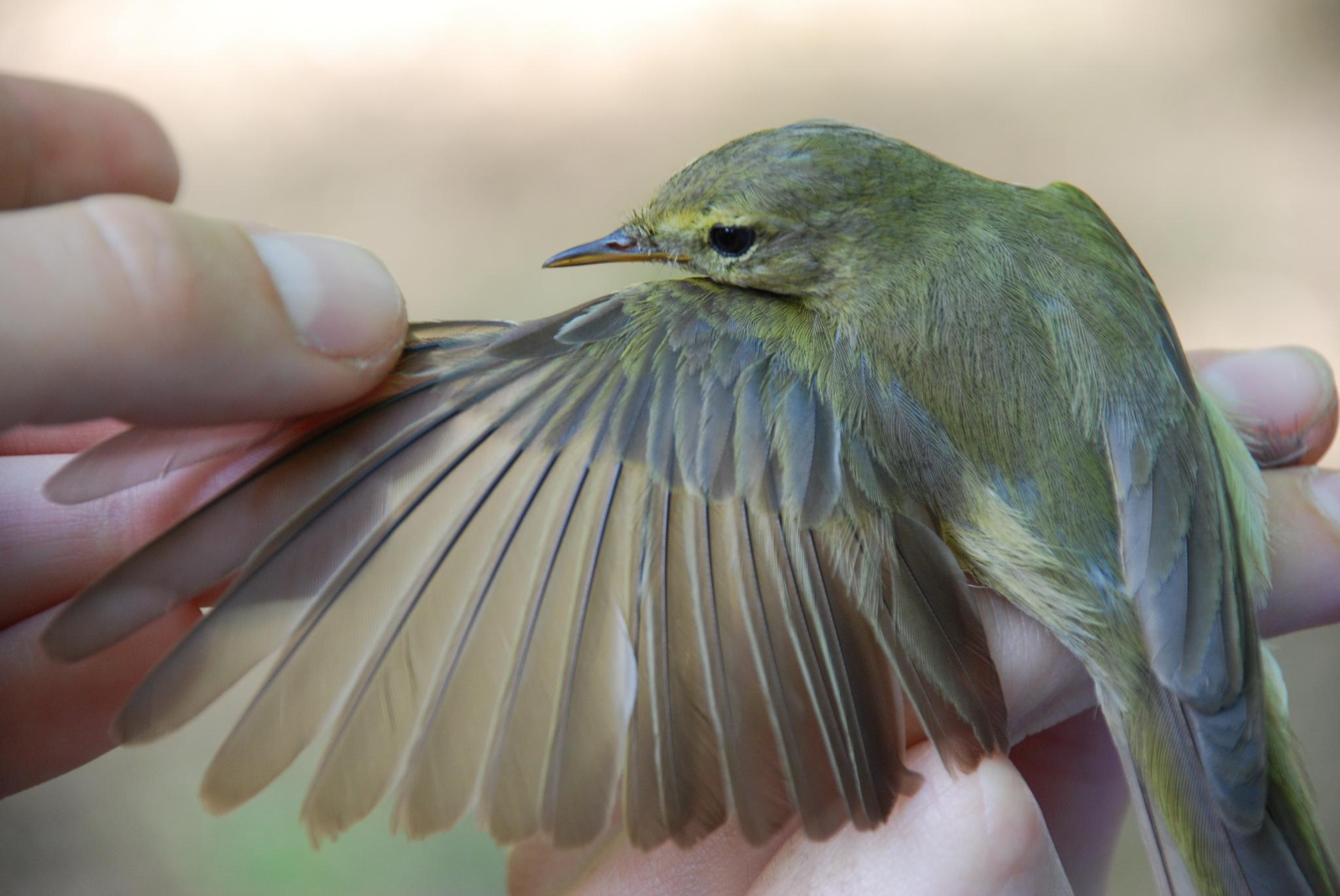 Mosquitero ibérico