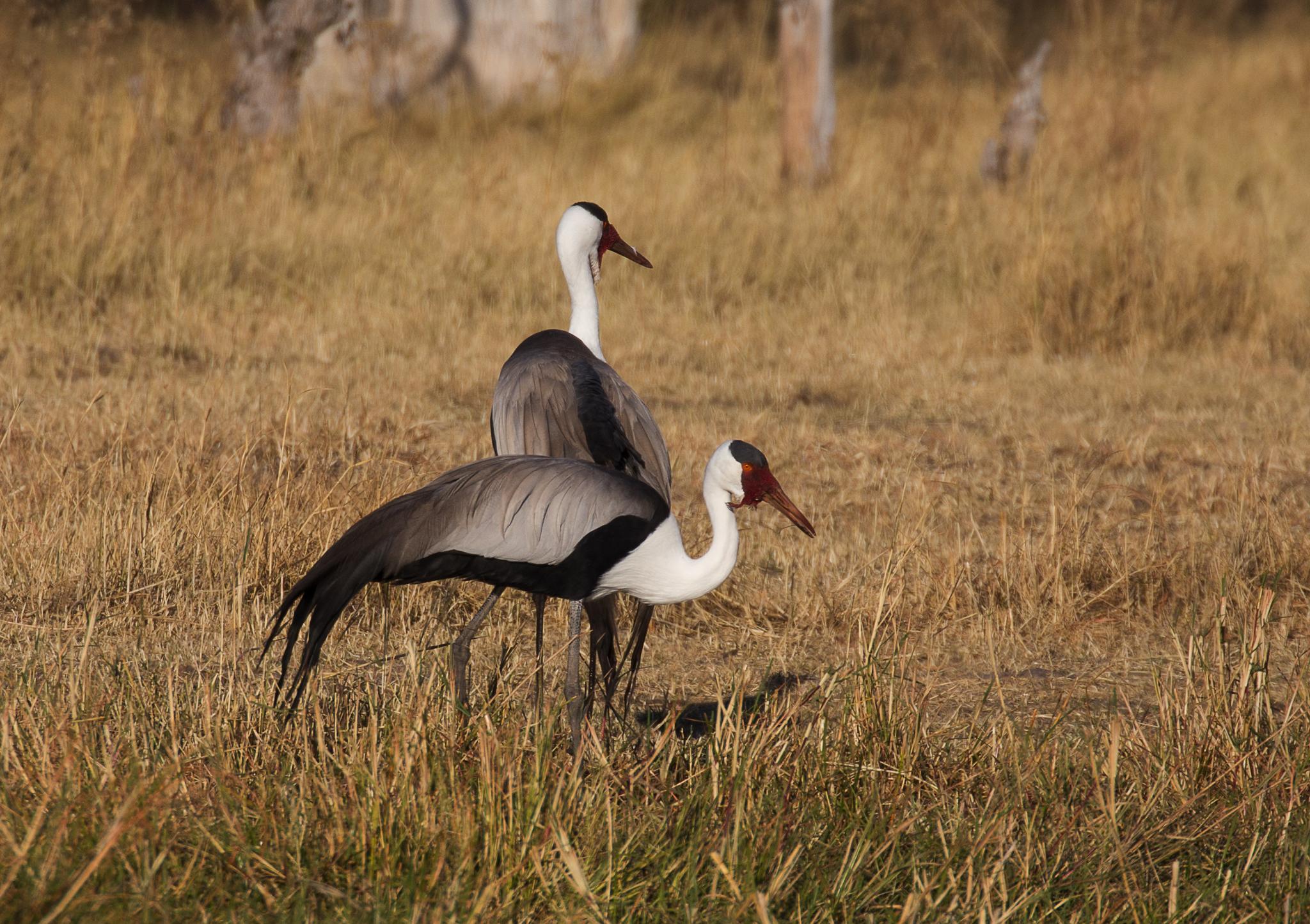 Grulla Carunculada