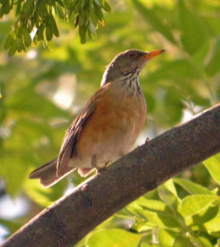 Mirlo dorso canela