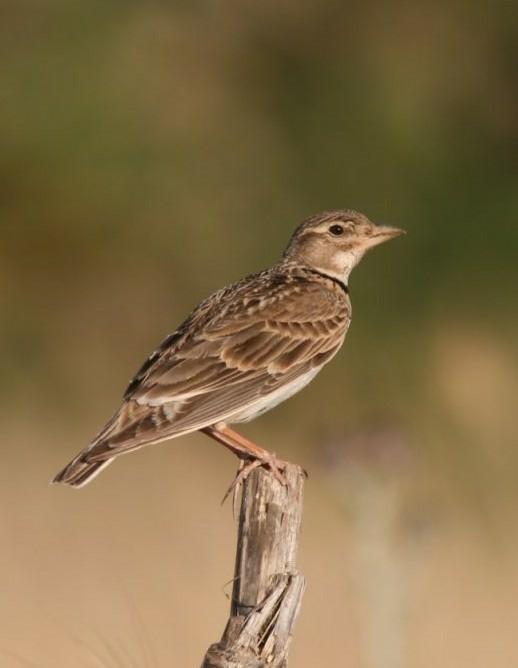 Calandria común