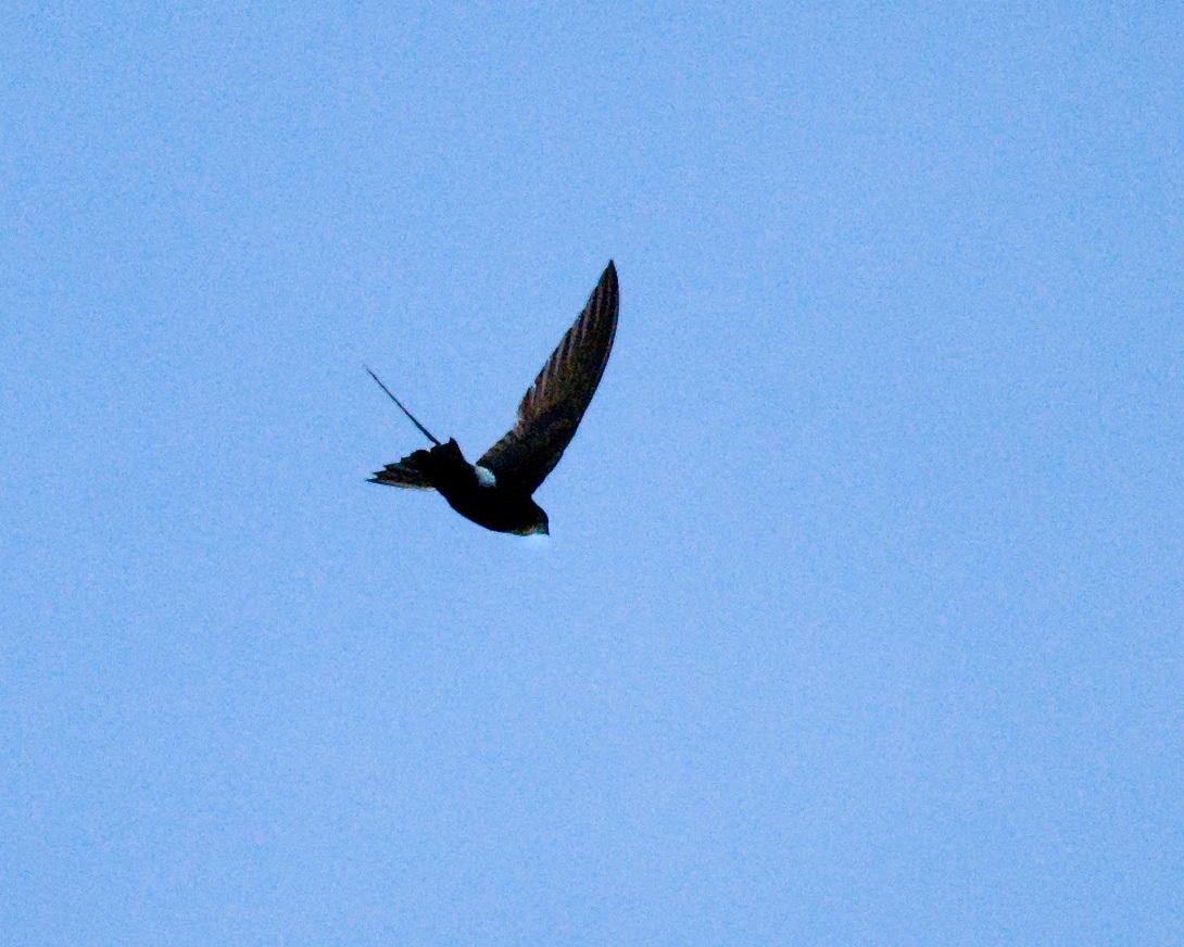 Vencejo Horus