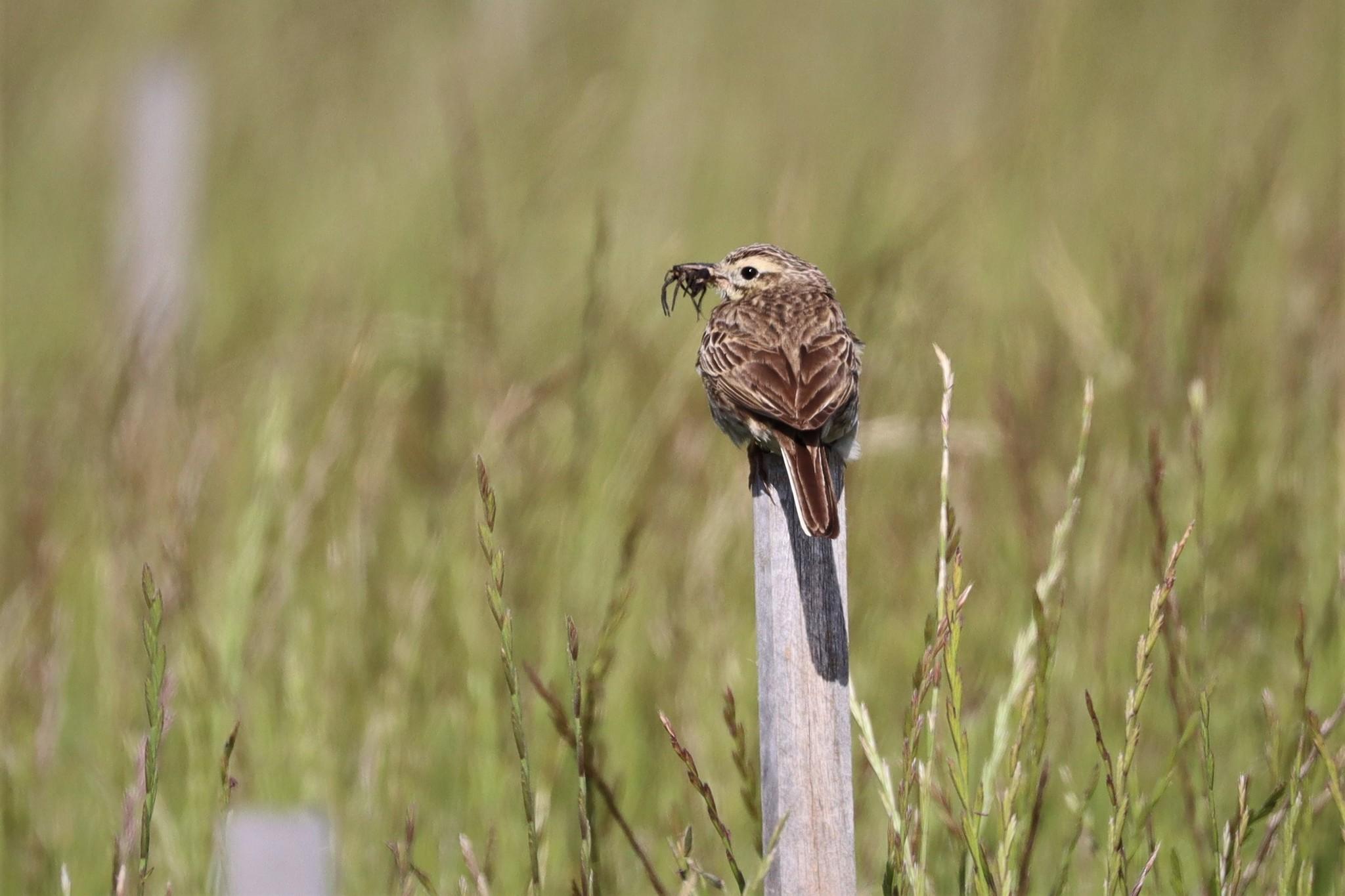 Anthus australis