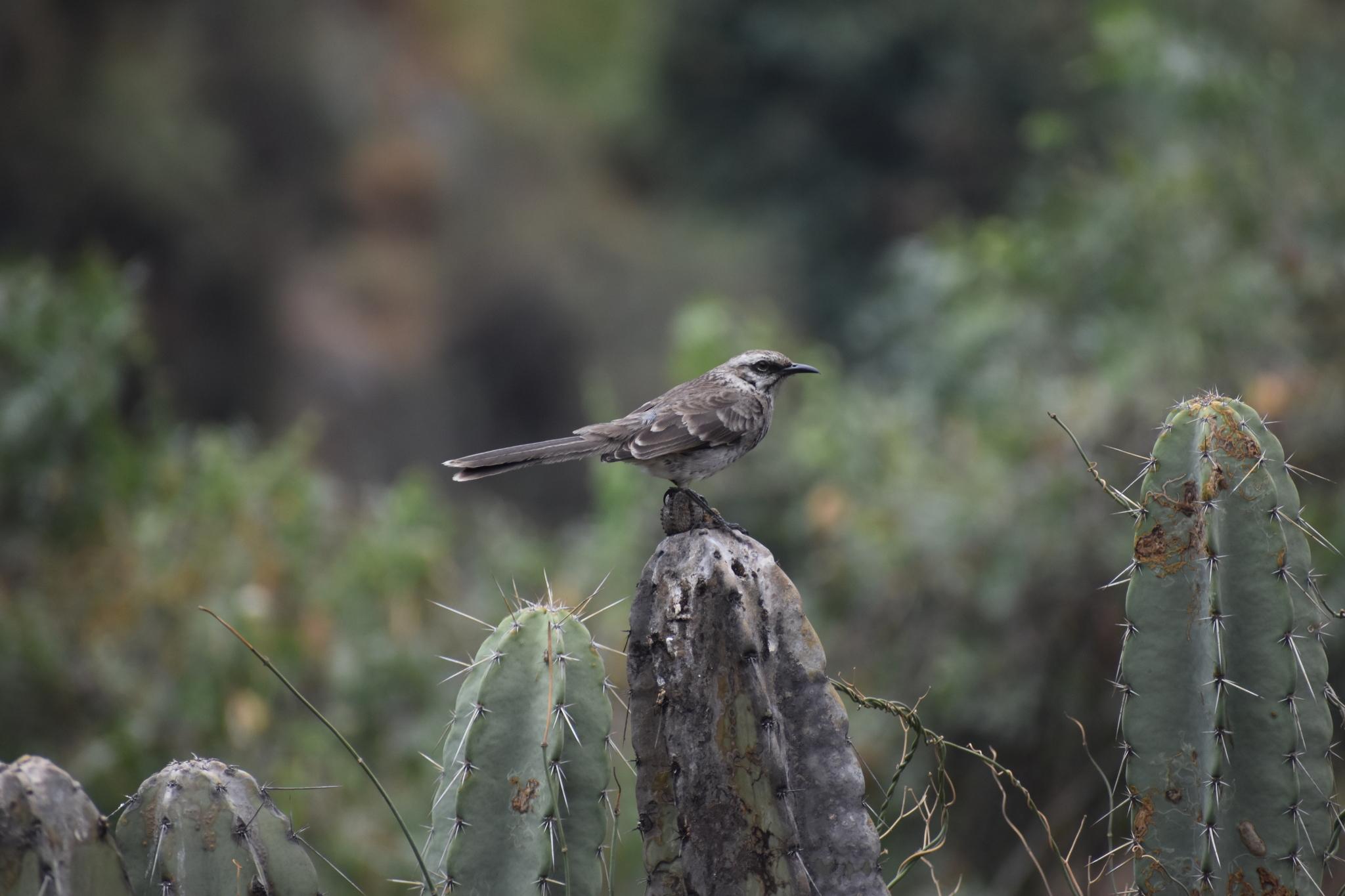 Long-tailed Mockingbird