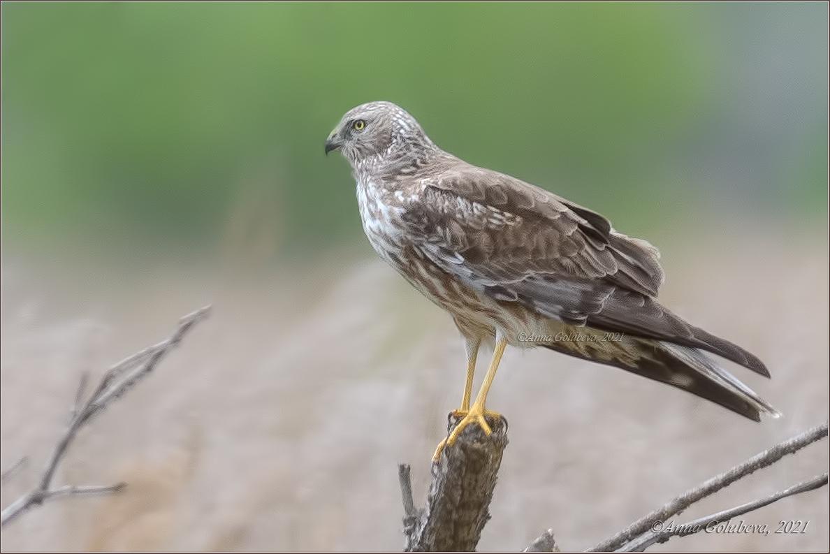 Aguilucho pío