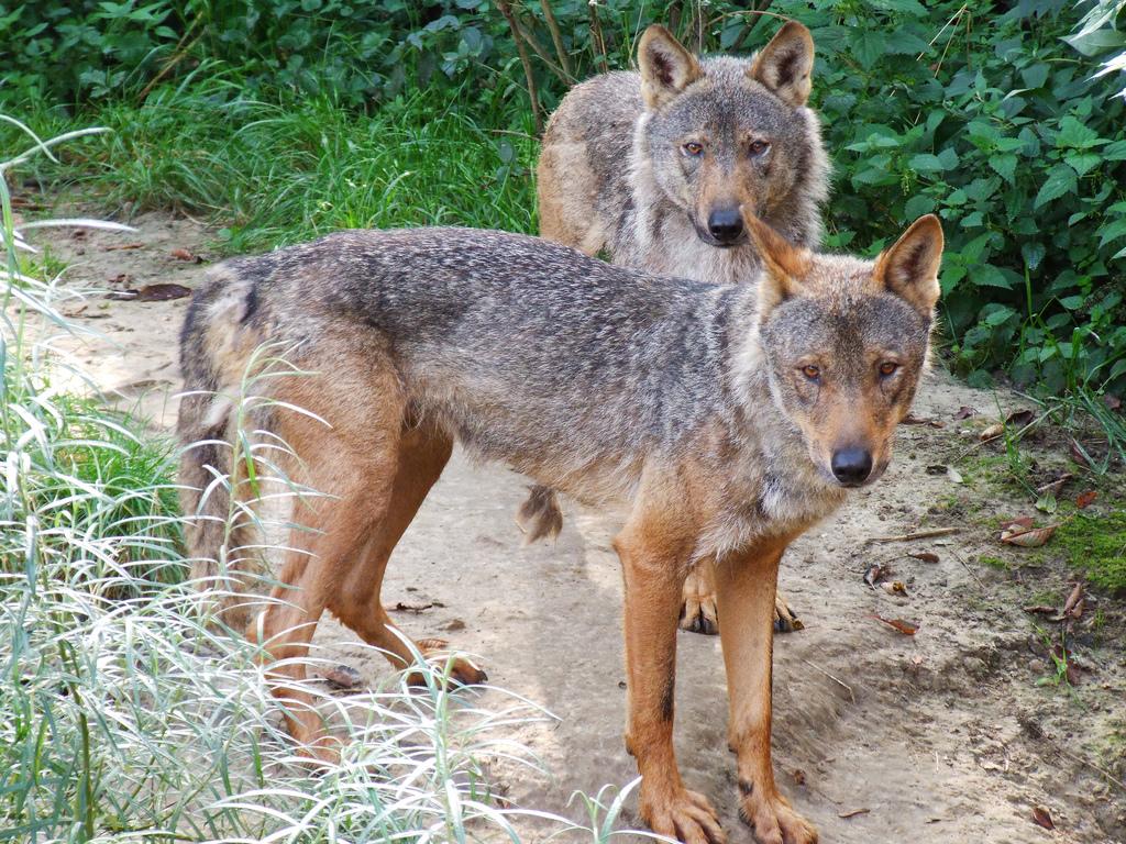 Iberian Wolf