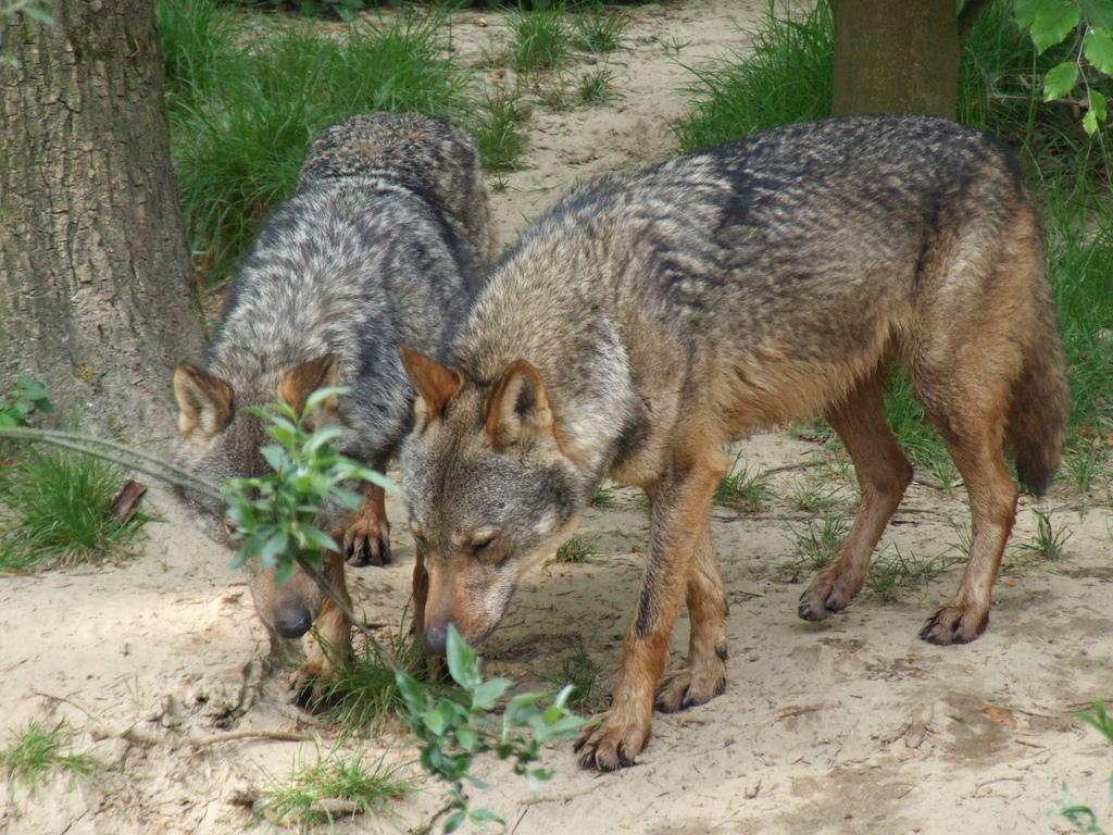 Iberian Wolf