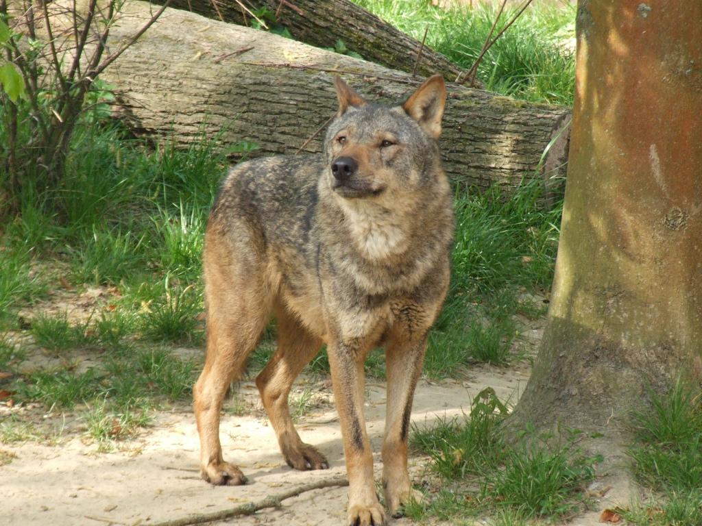 Iberian Wolf