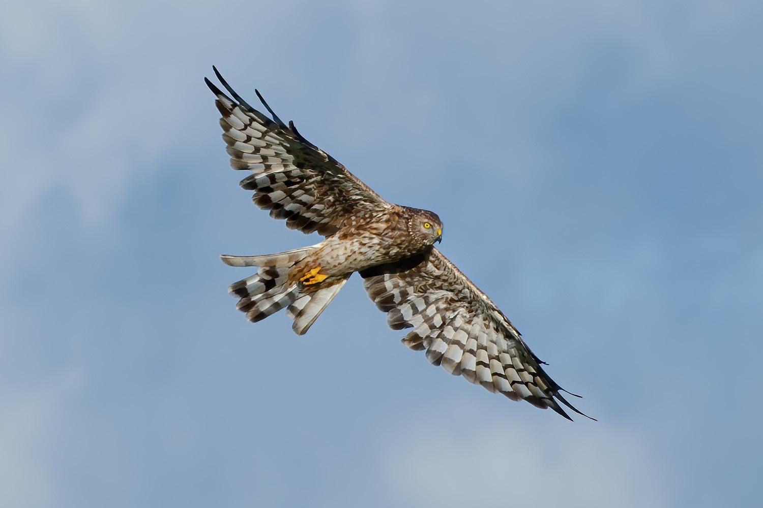 Aguilucho pálido