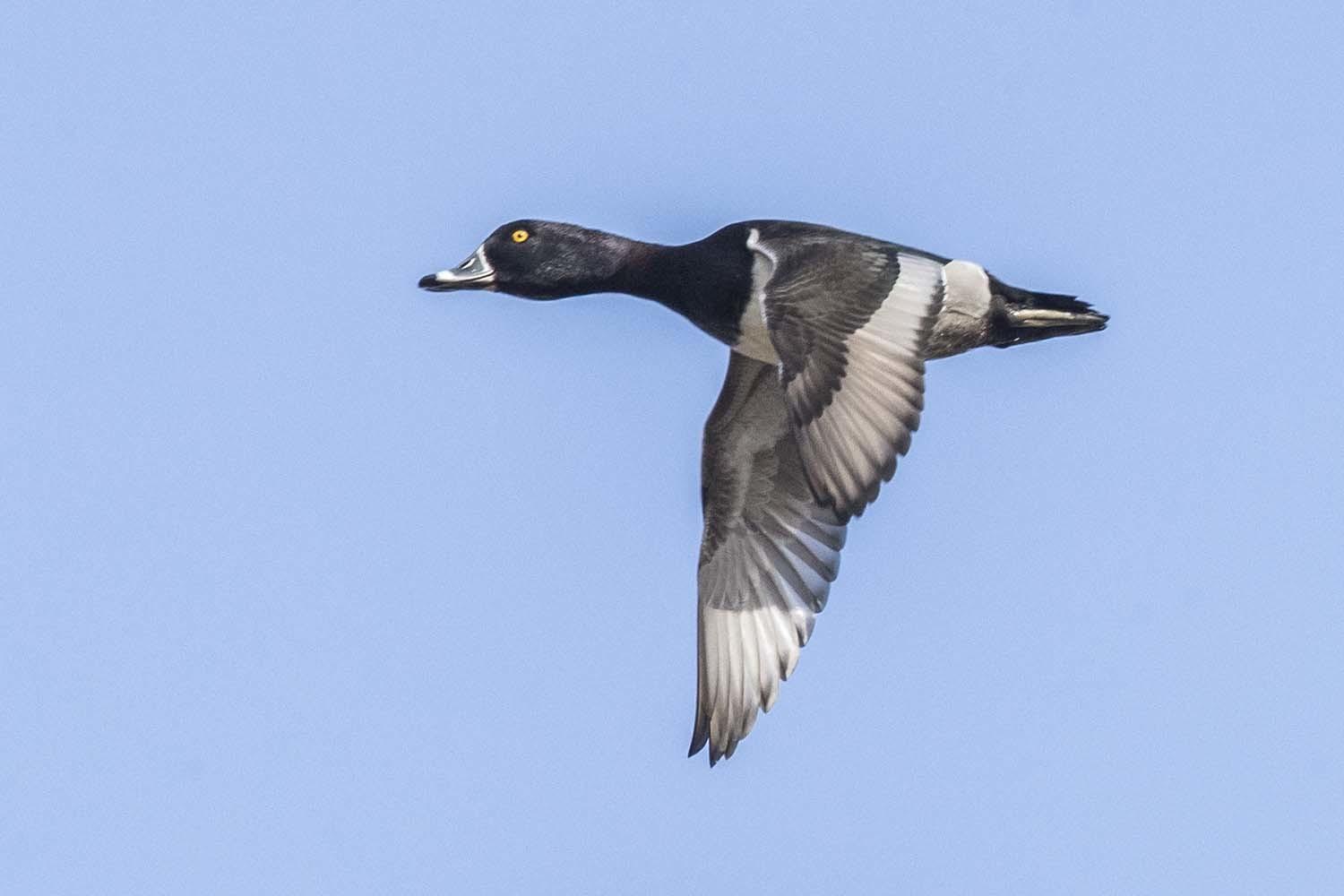 Pato pico anillado