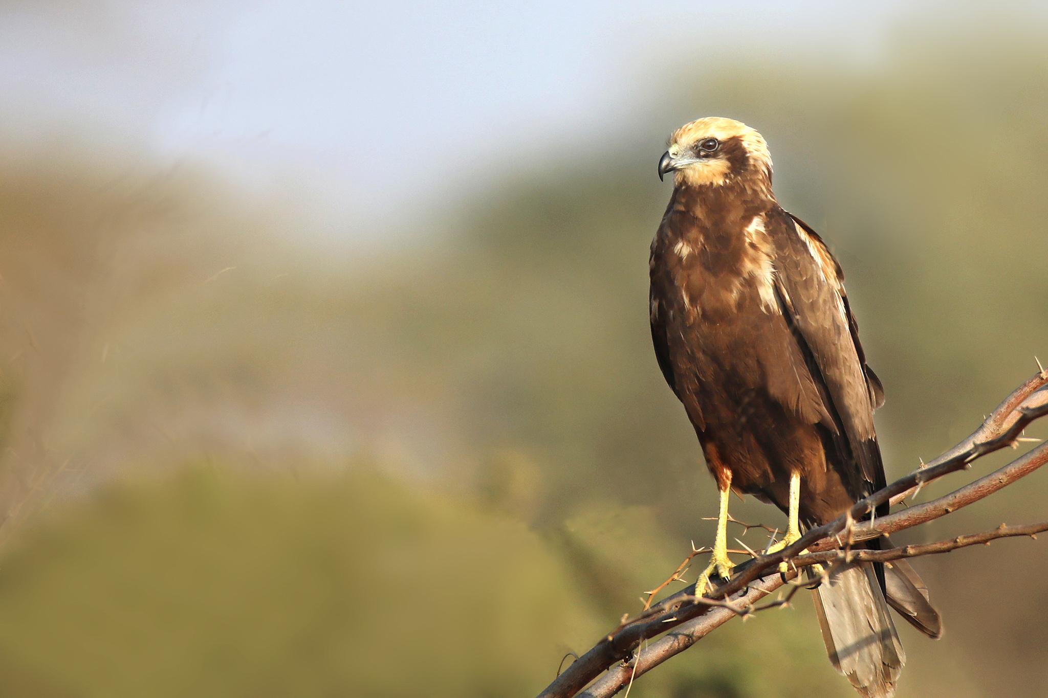 Aguilucho lagunero occidental