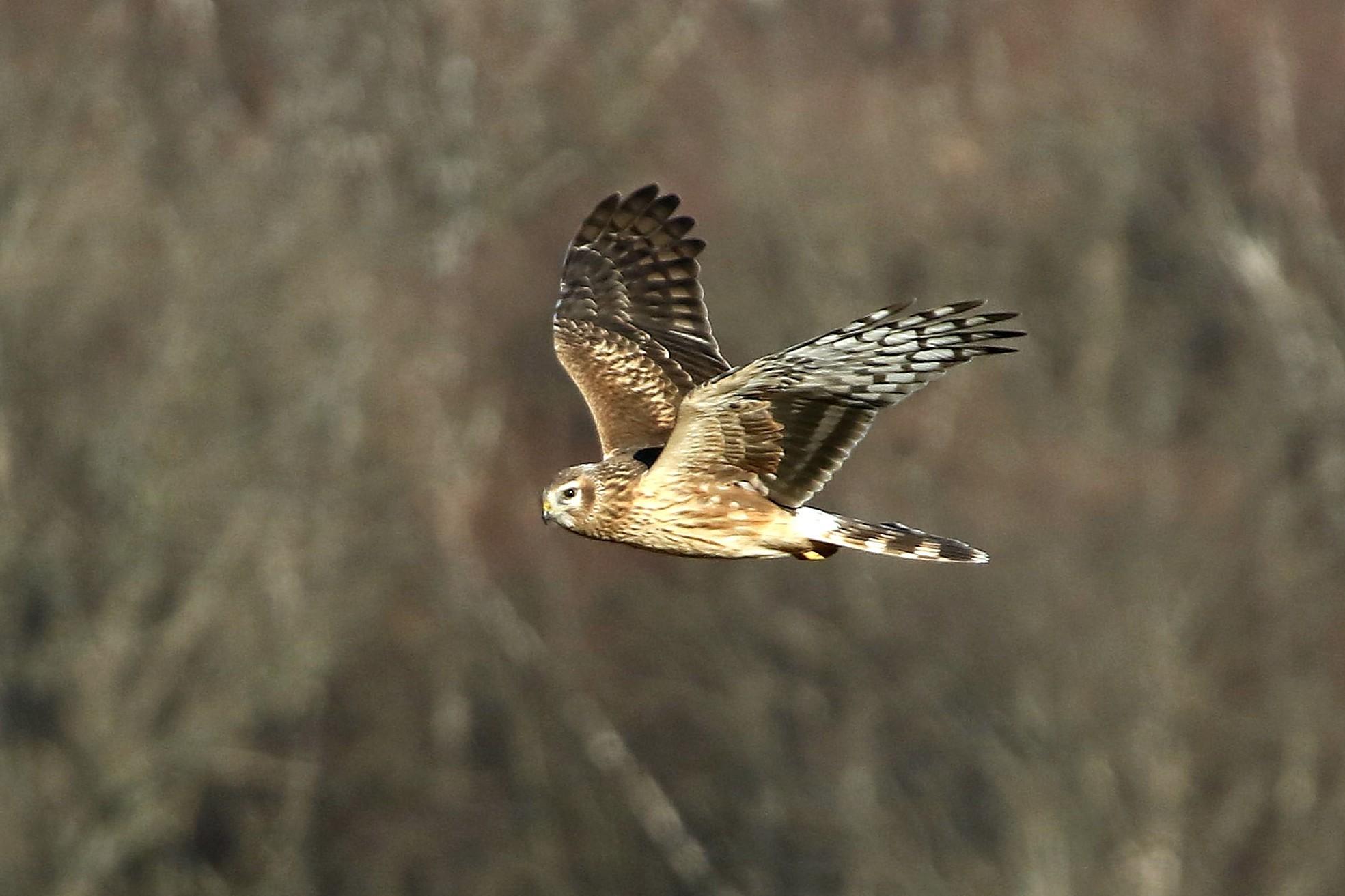 Aguilucho pálido