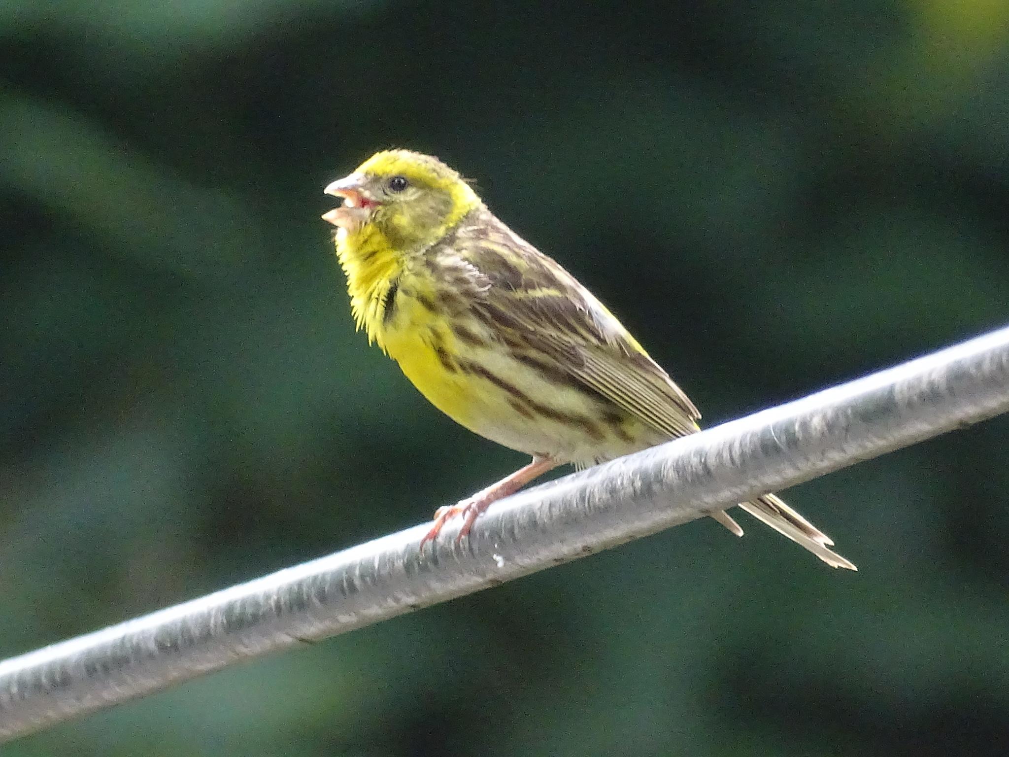 European Serin