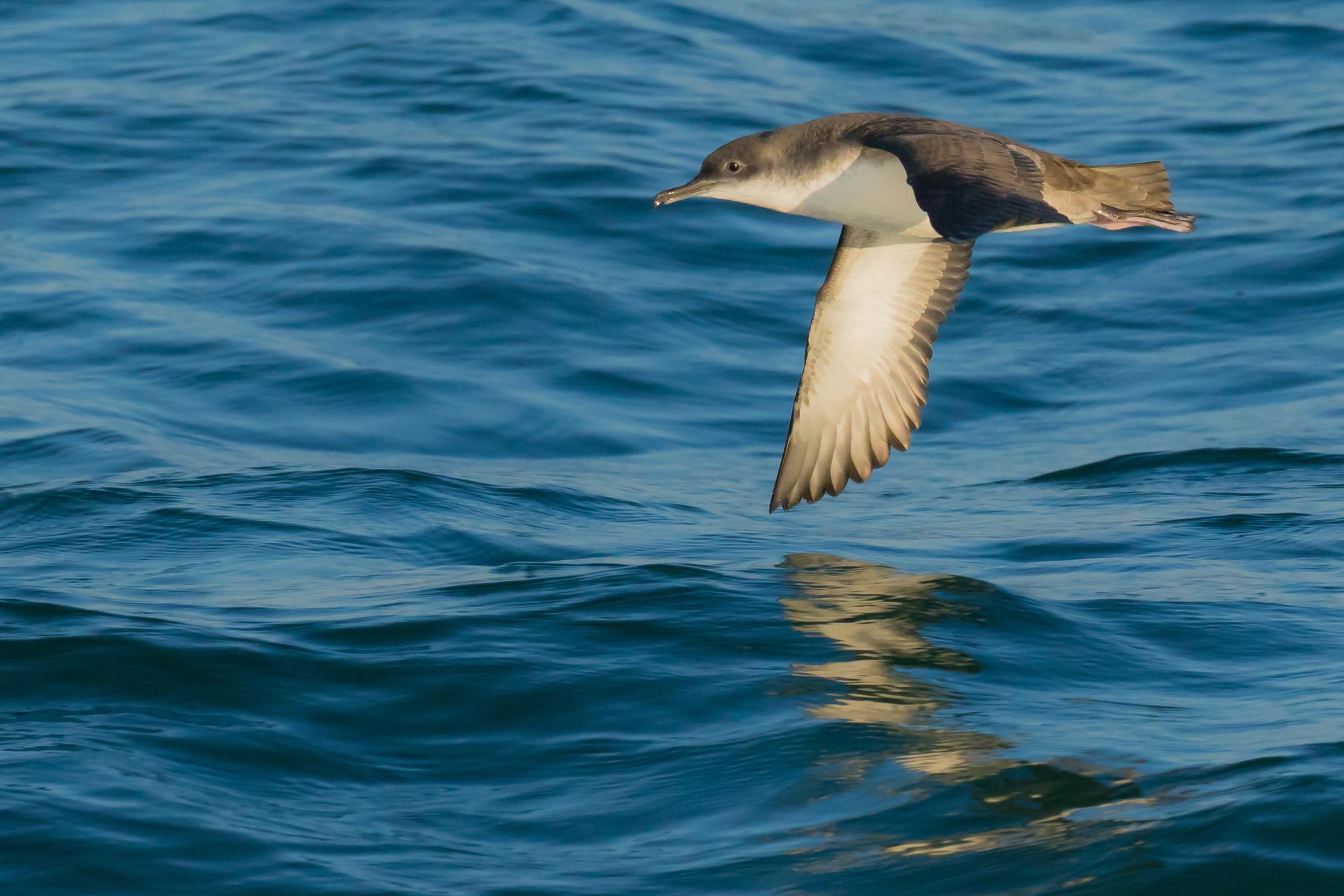 Pardela mediterránea