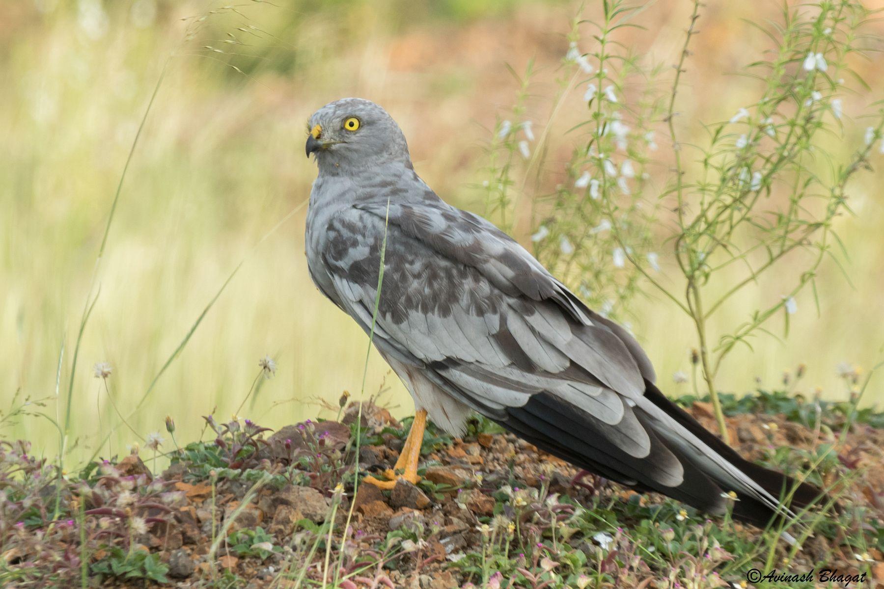 Aguilucho cenizo