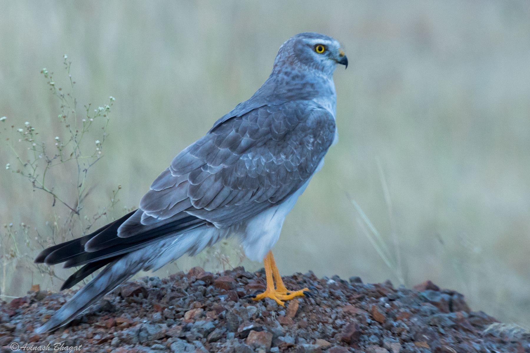 Aguilucho papialbo