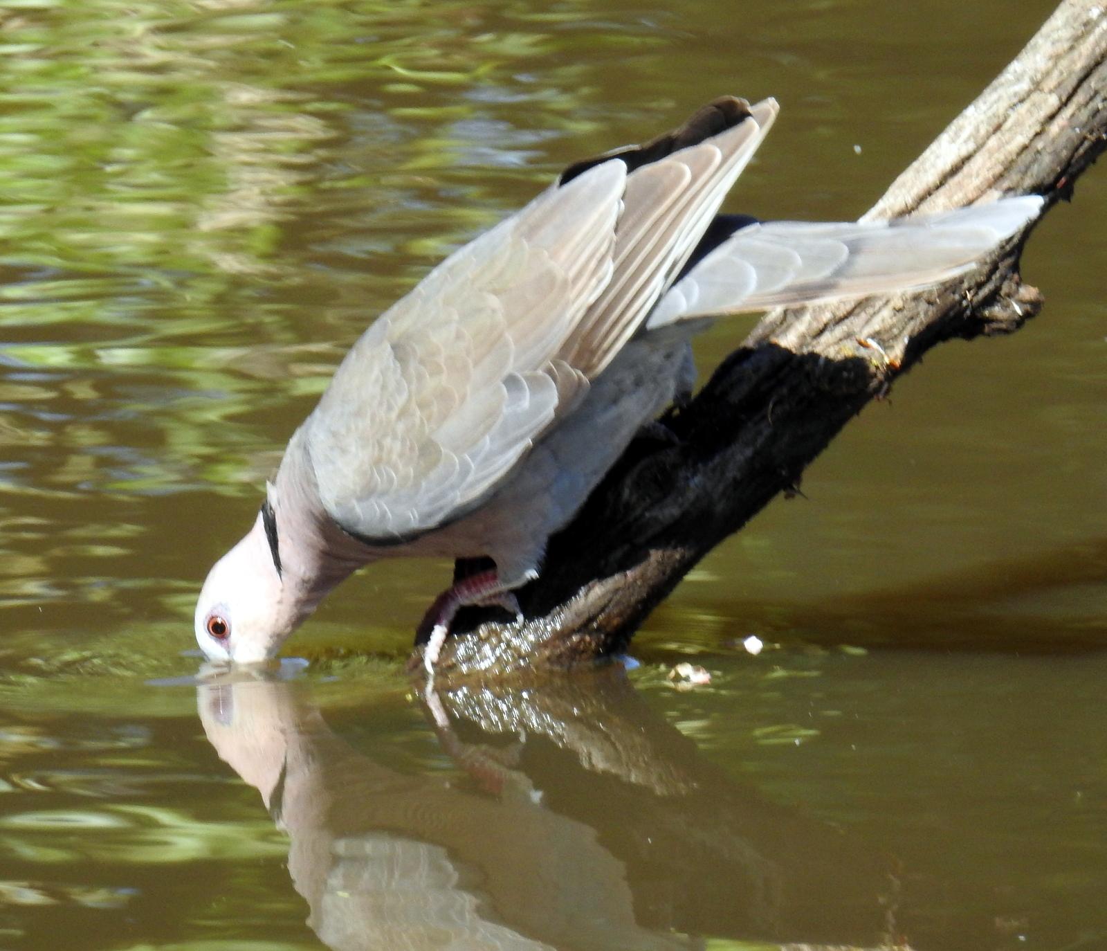 Red-eyed Dove