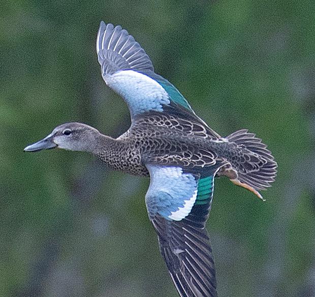 Cerceta Alas Azules
