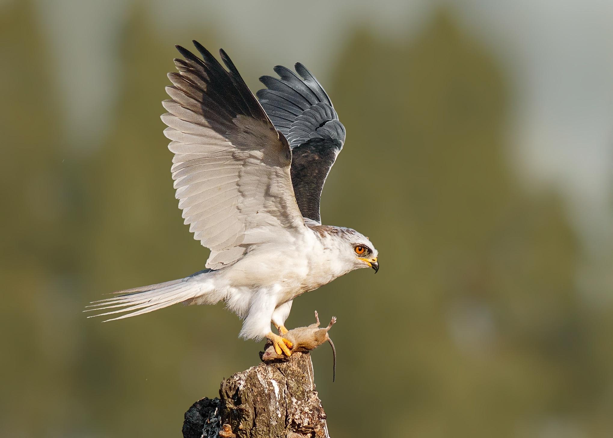 Hawks, Eagles, Kites, and Allies
