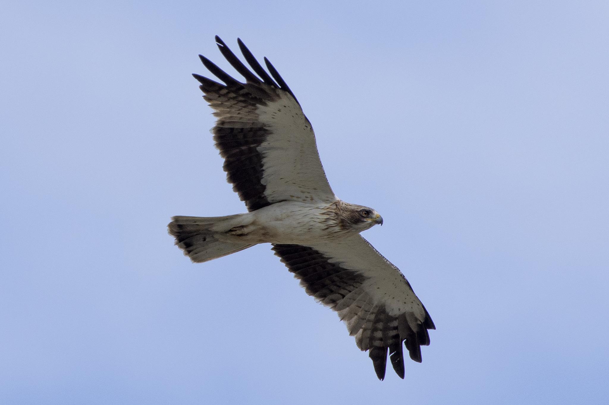 Águila Calzada