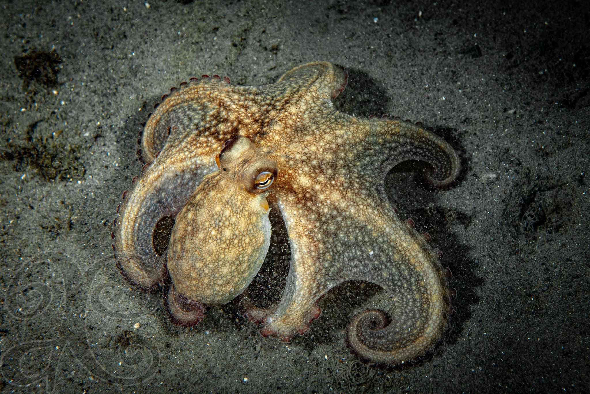 American Octopus
