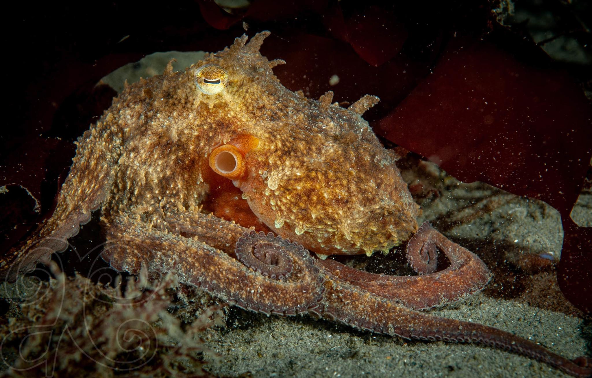 American Octopus
