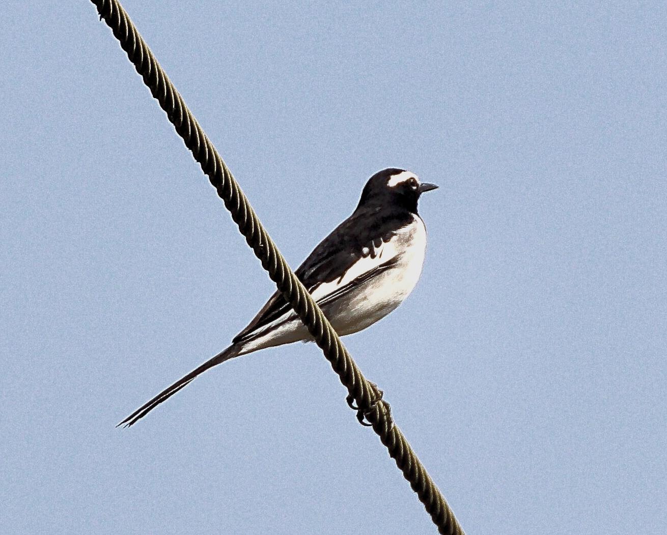 Lavandera India