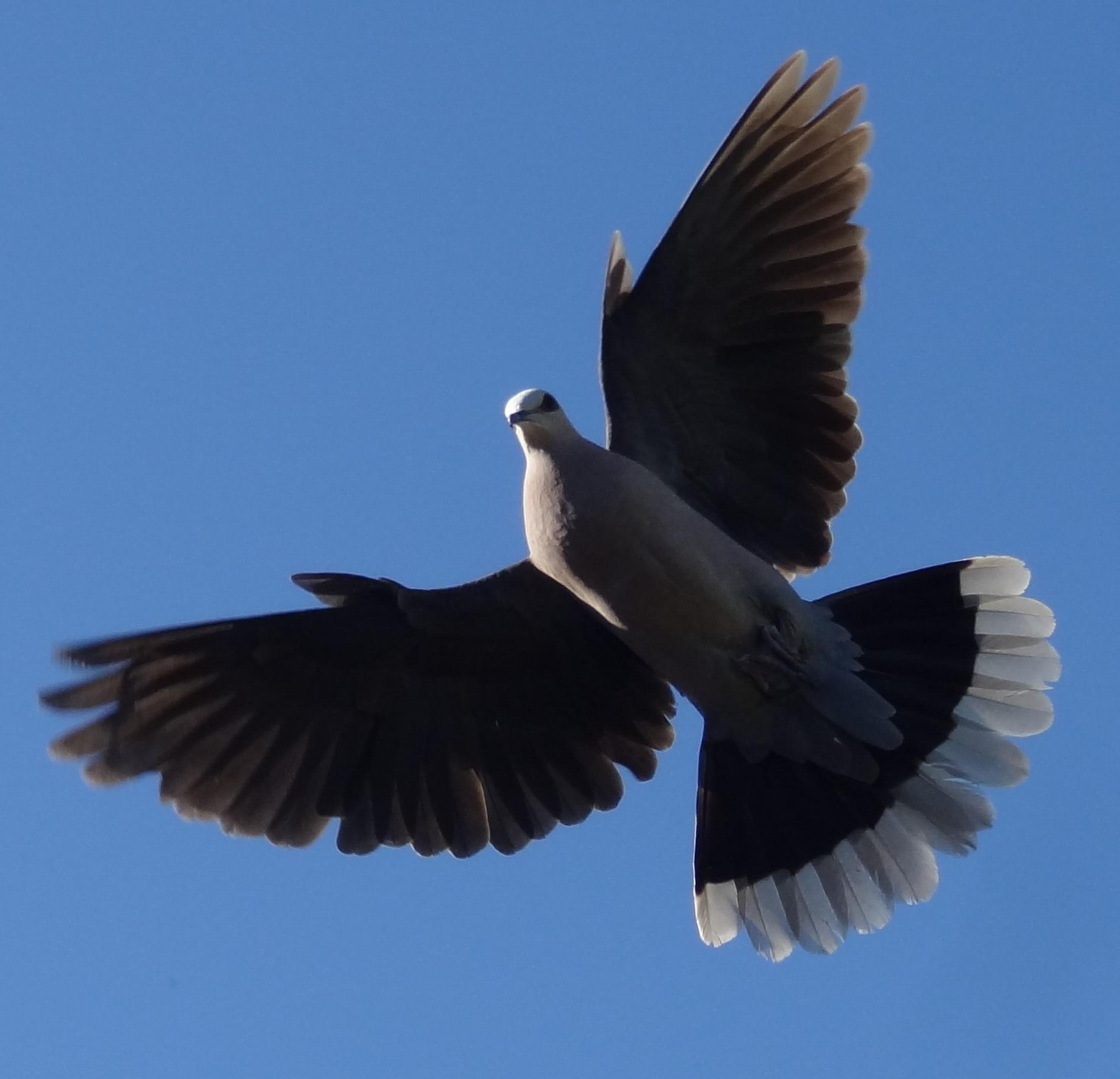 Red-eyed Dove