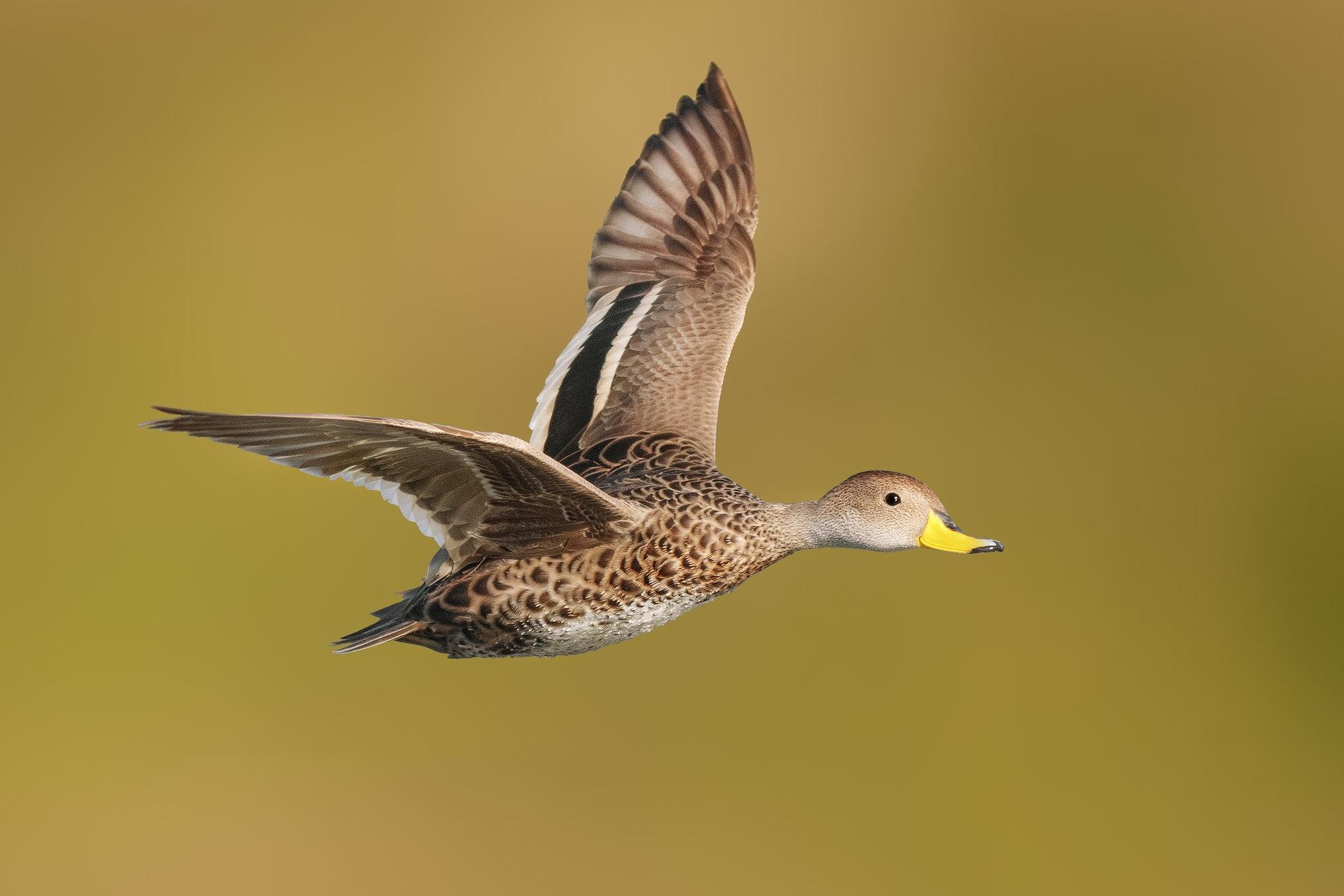 Pato maicero