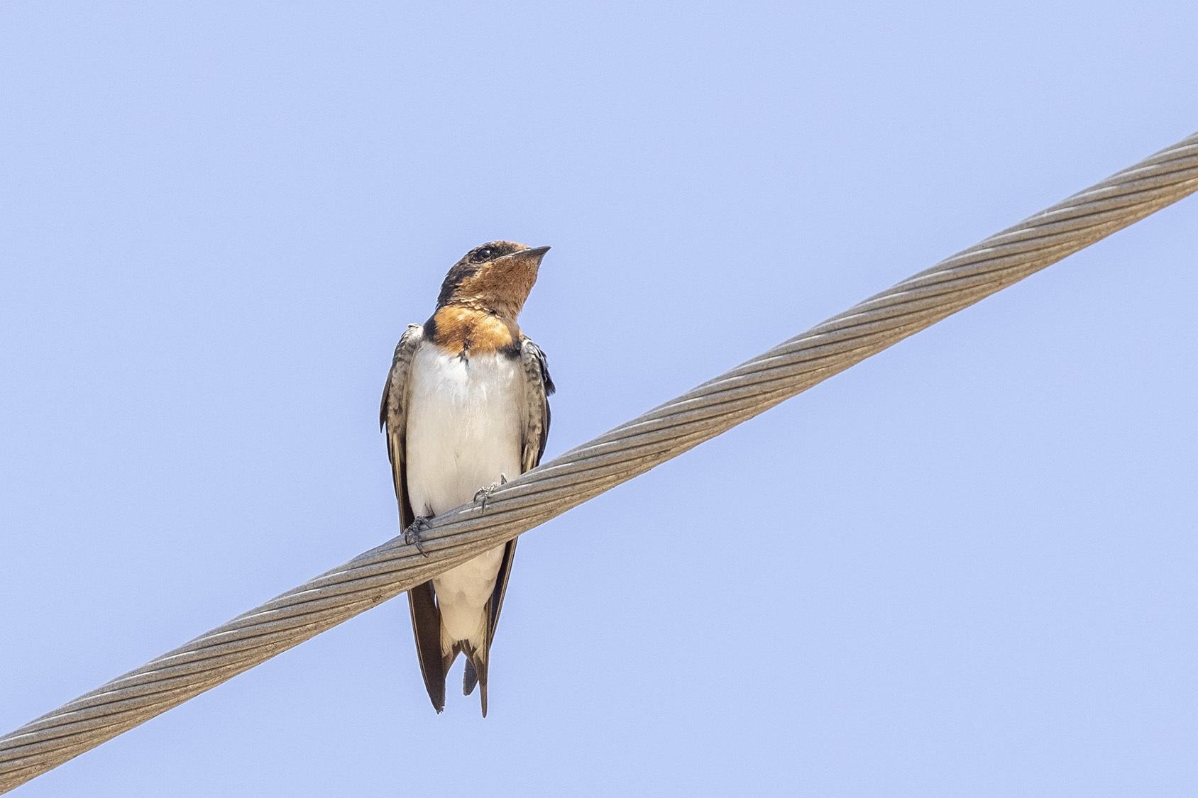 Golondrina de Guinea