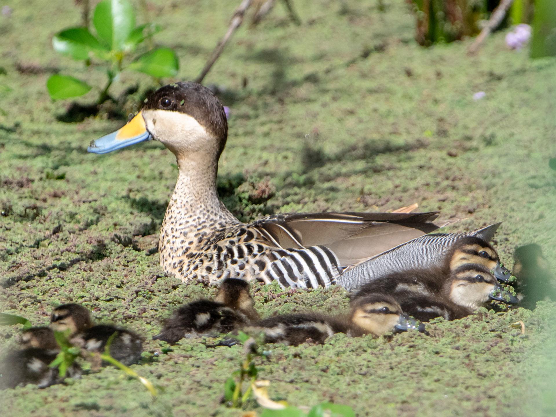 Pato capuchino