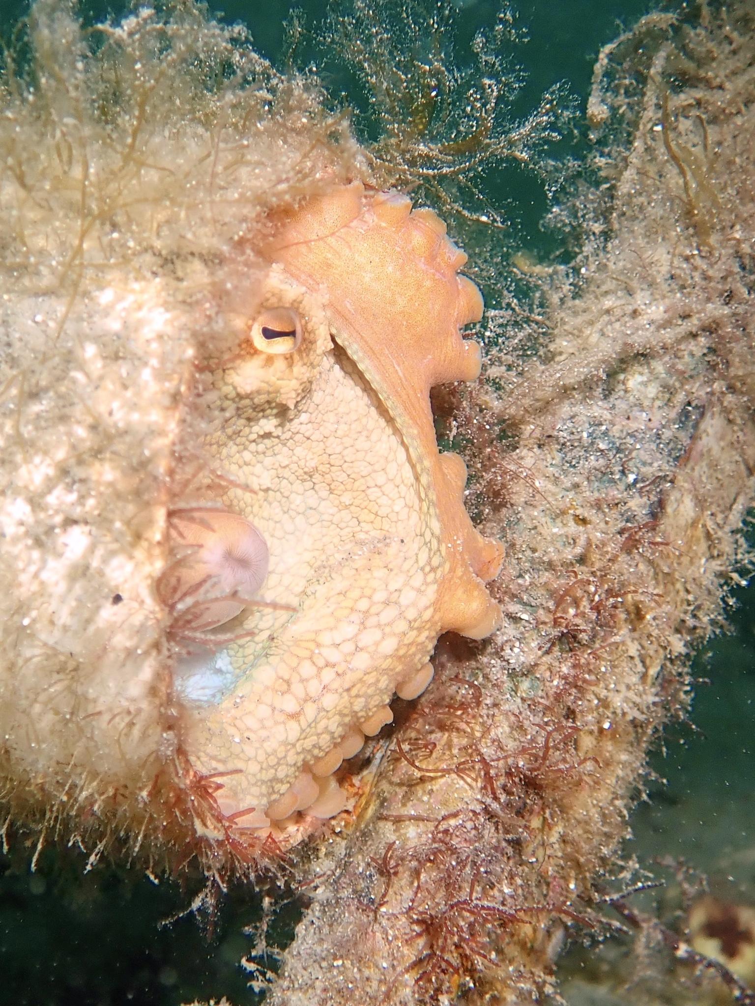 Pulpo pálido