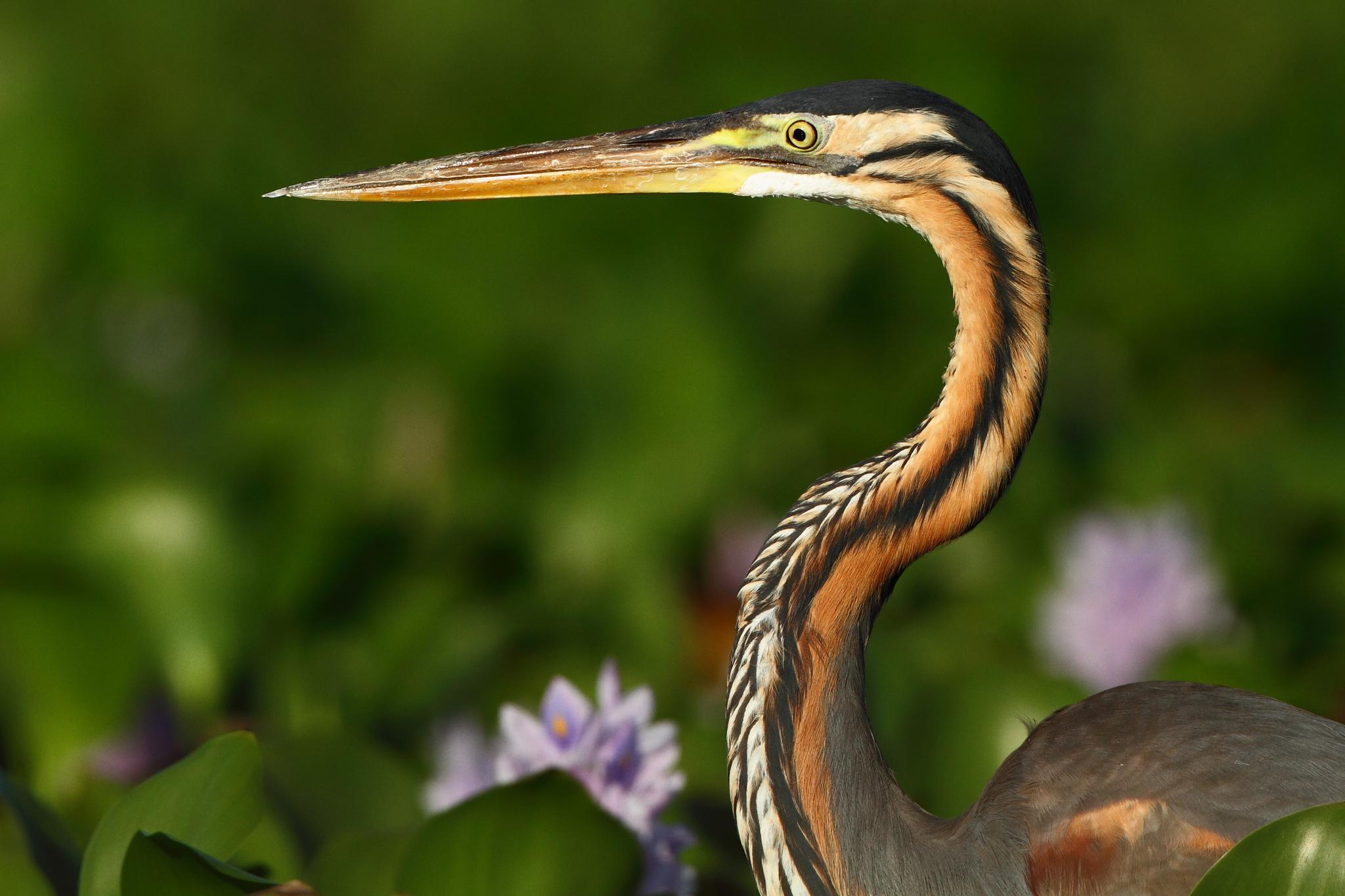 Garza imperial