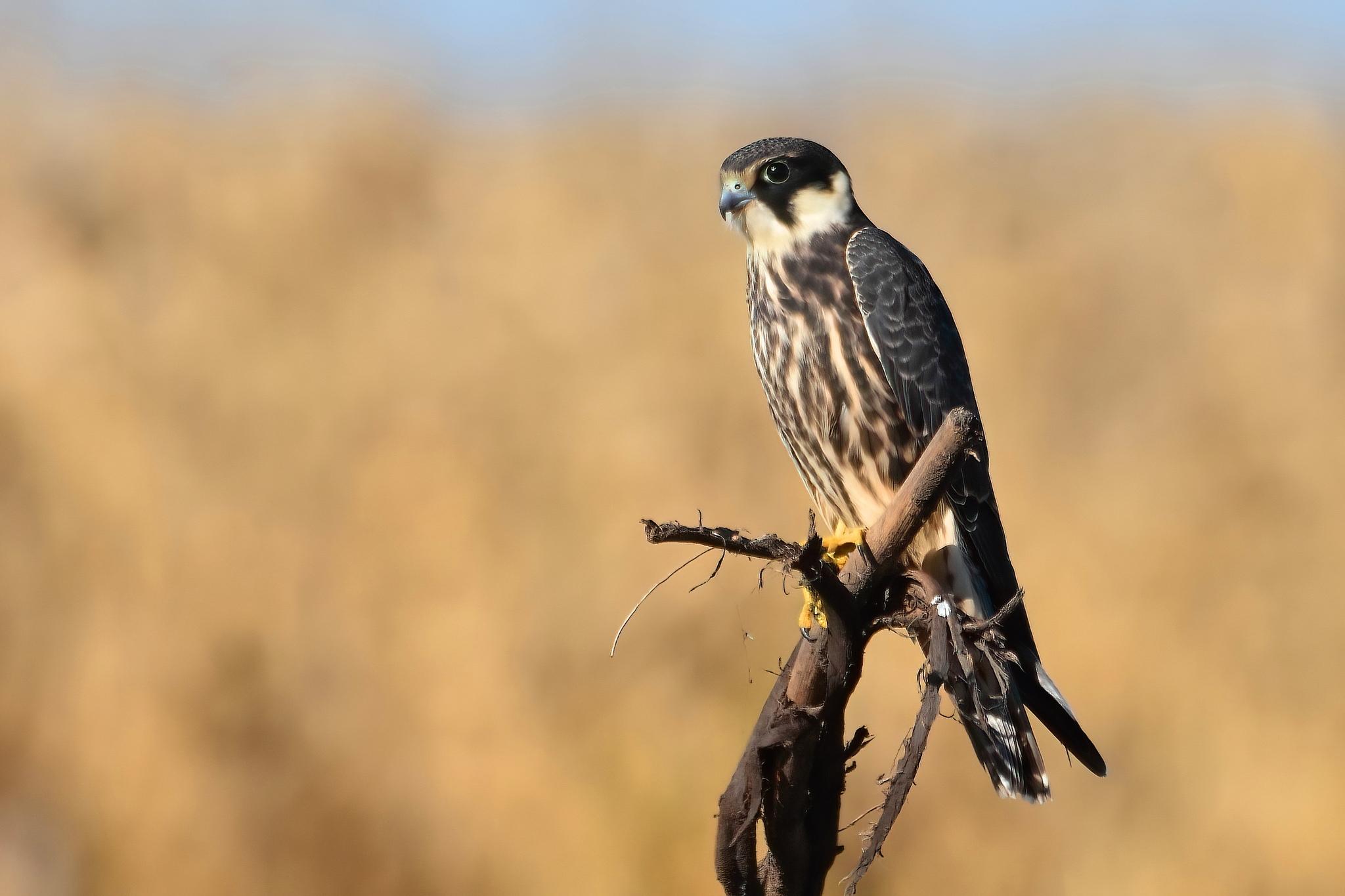 Alcotán europeo