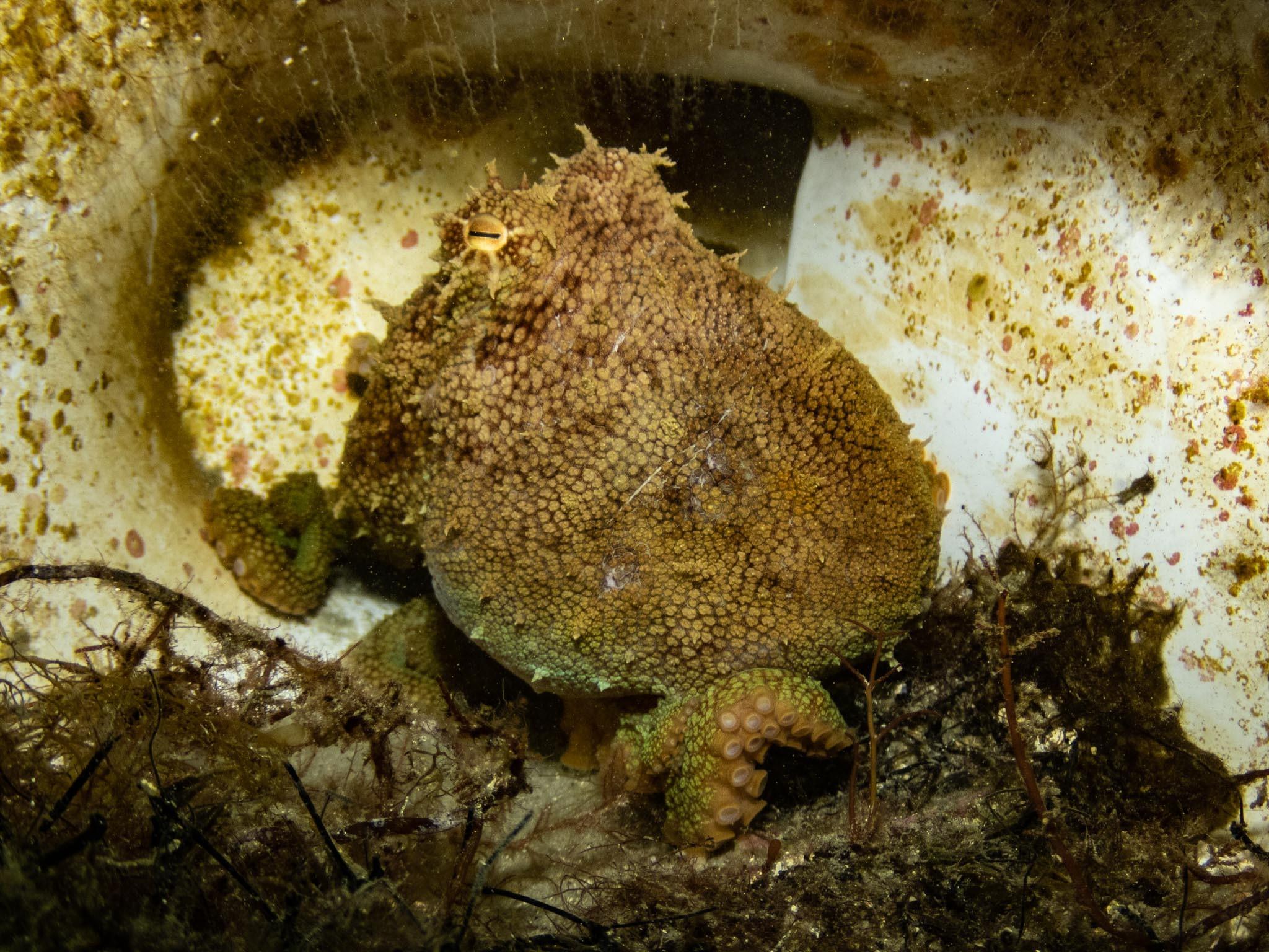 Pulpo pálido