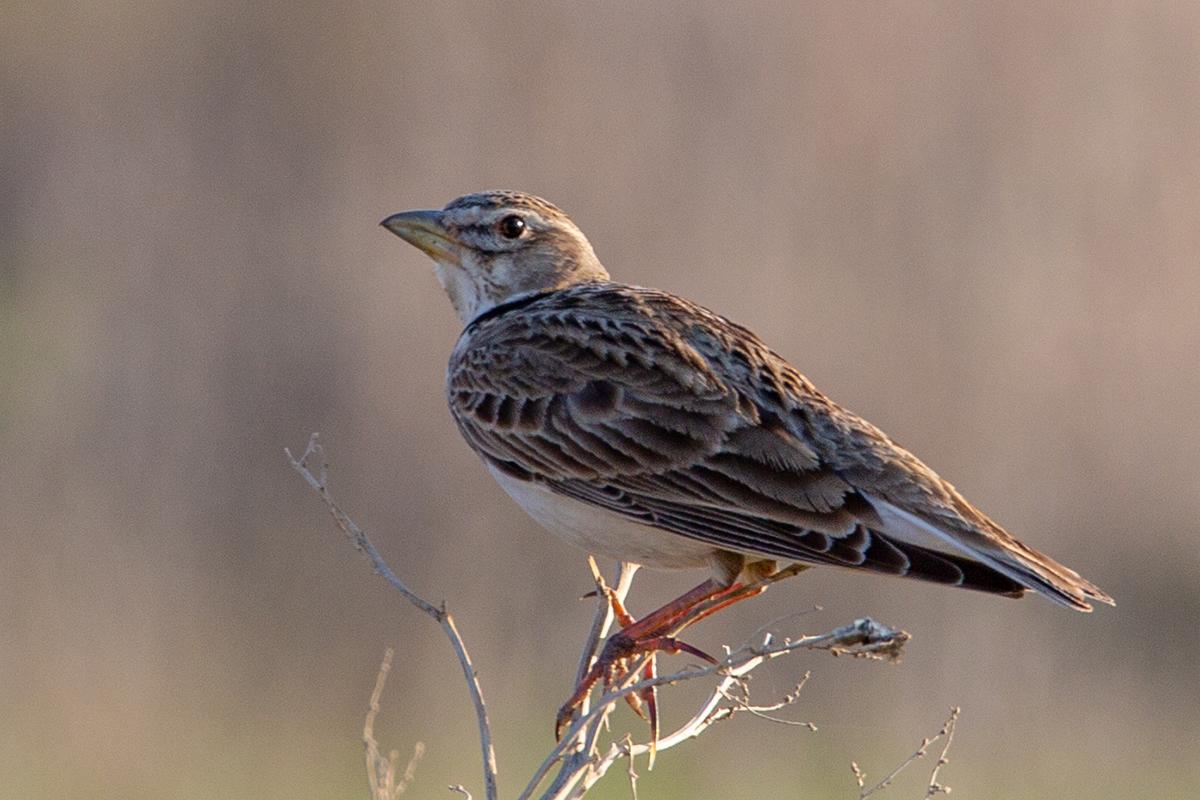 Calandria común