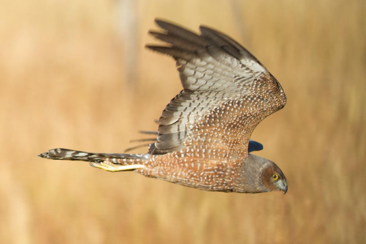 Aguilucho moteado