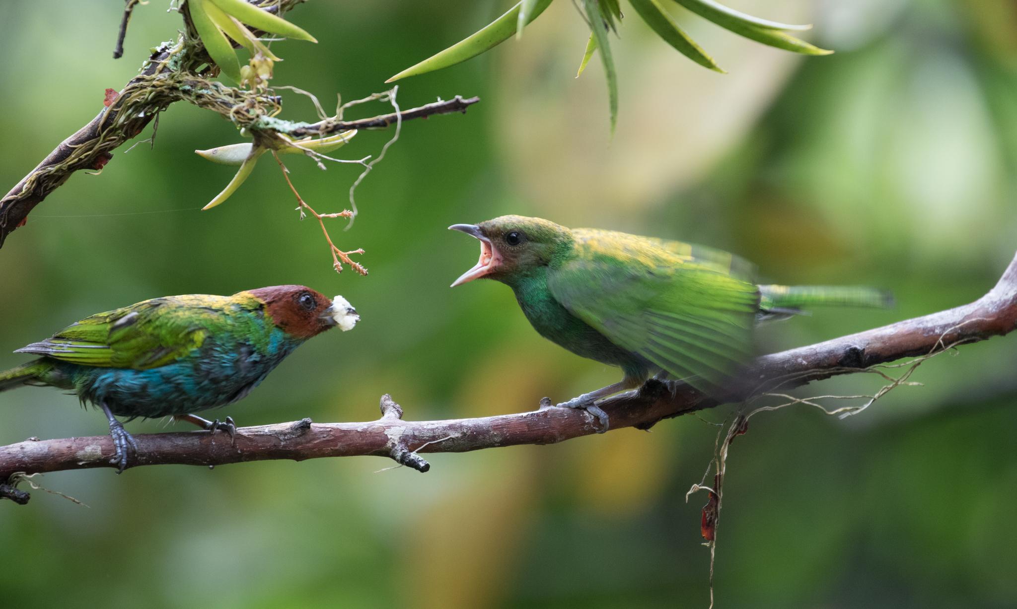 Bay-headed Tanager