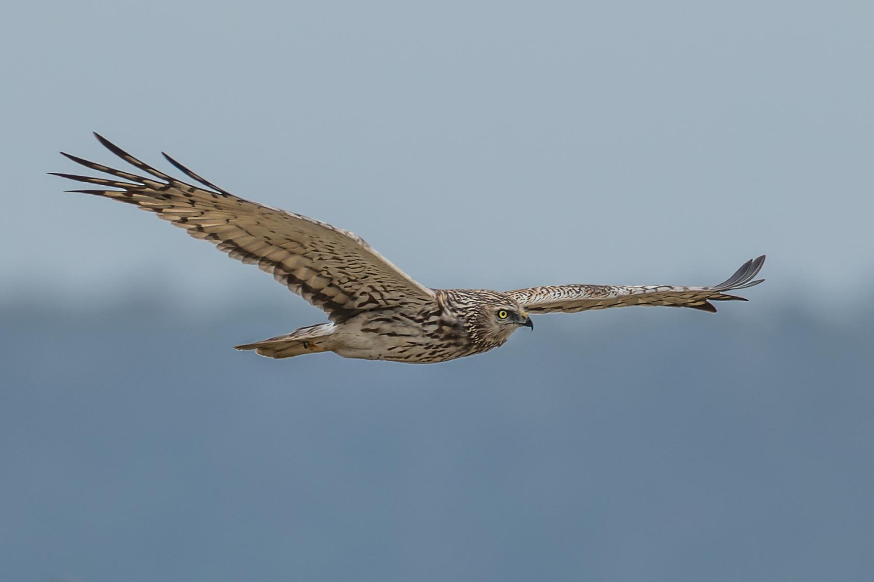 Aguilucho pío