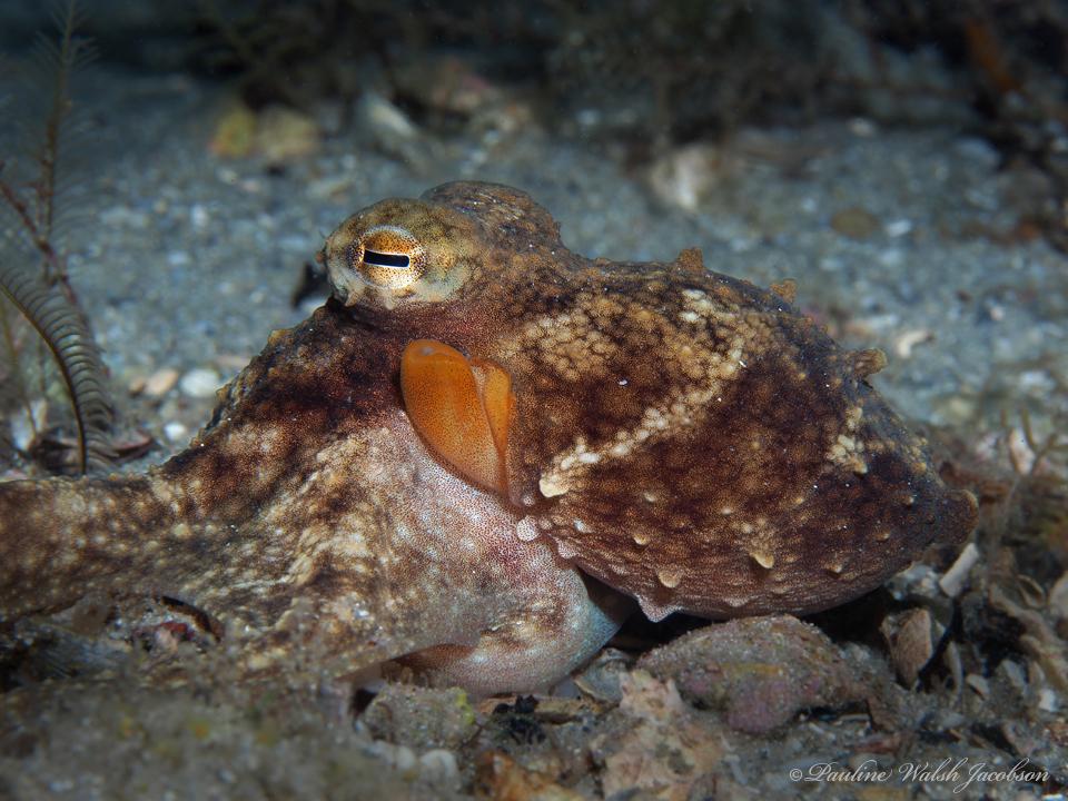 American Octopus