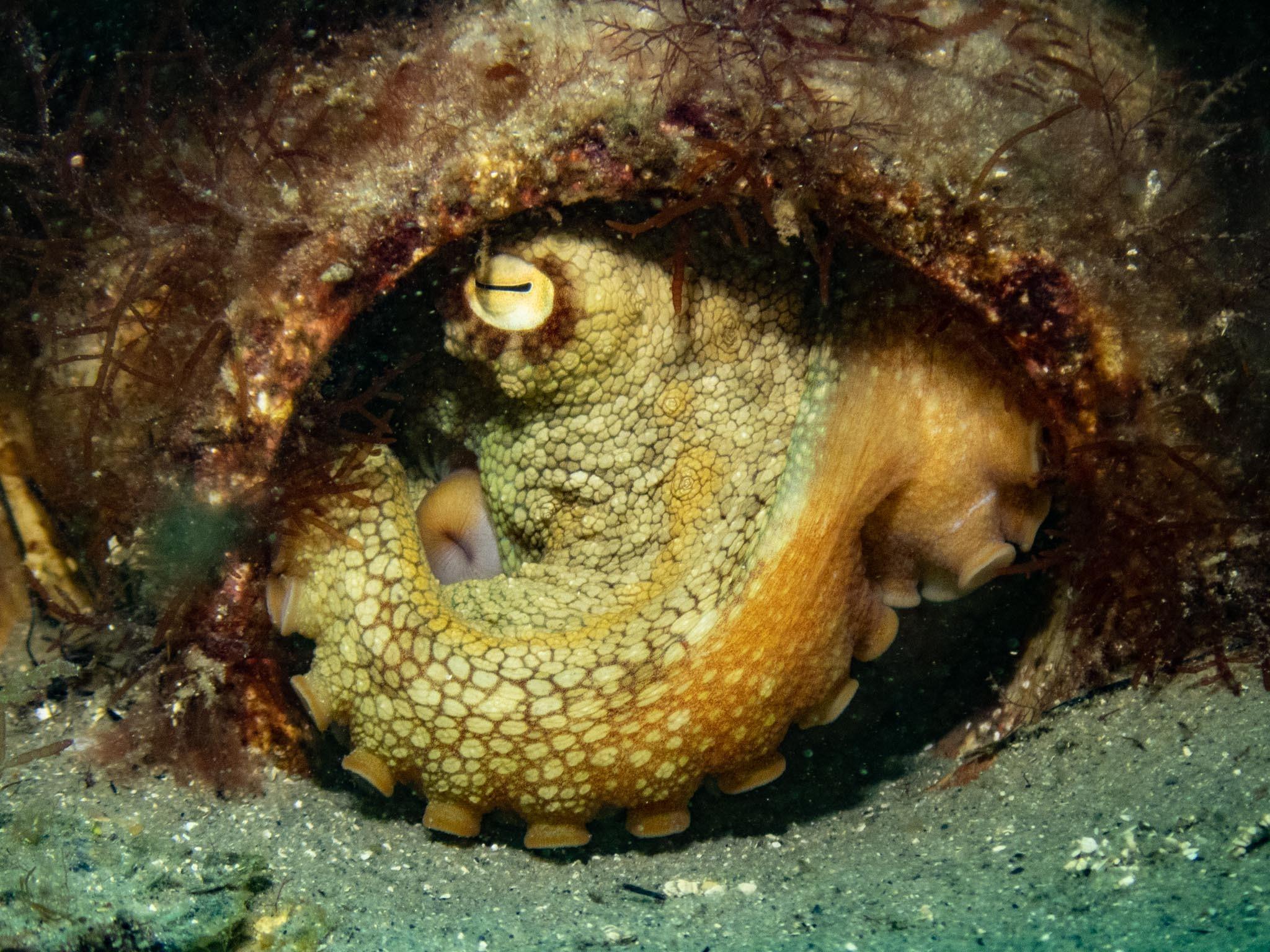 Pulpo pálido