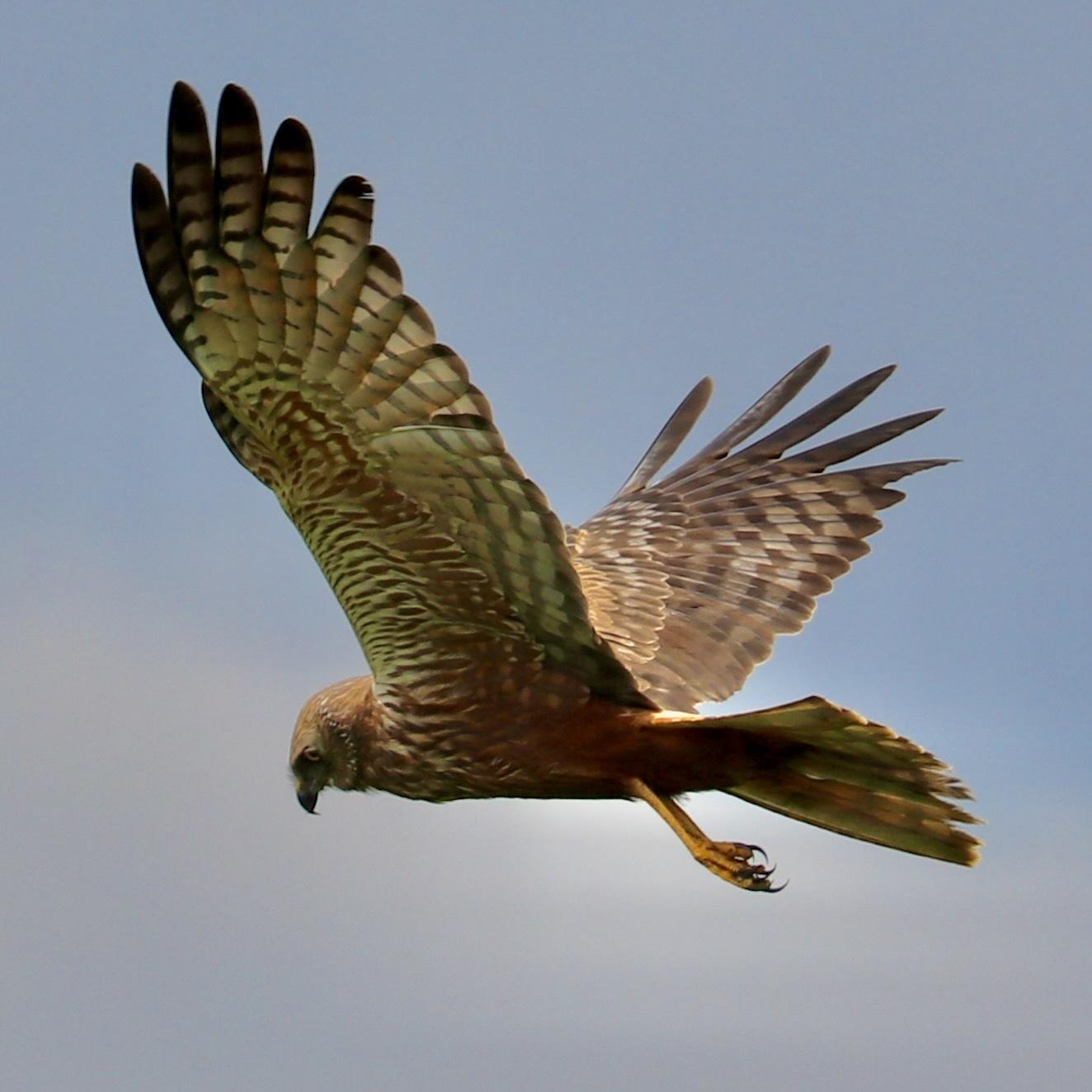 Aguilucho lagunero etiópico