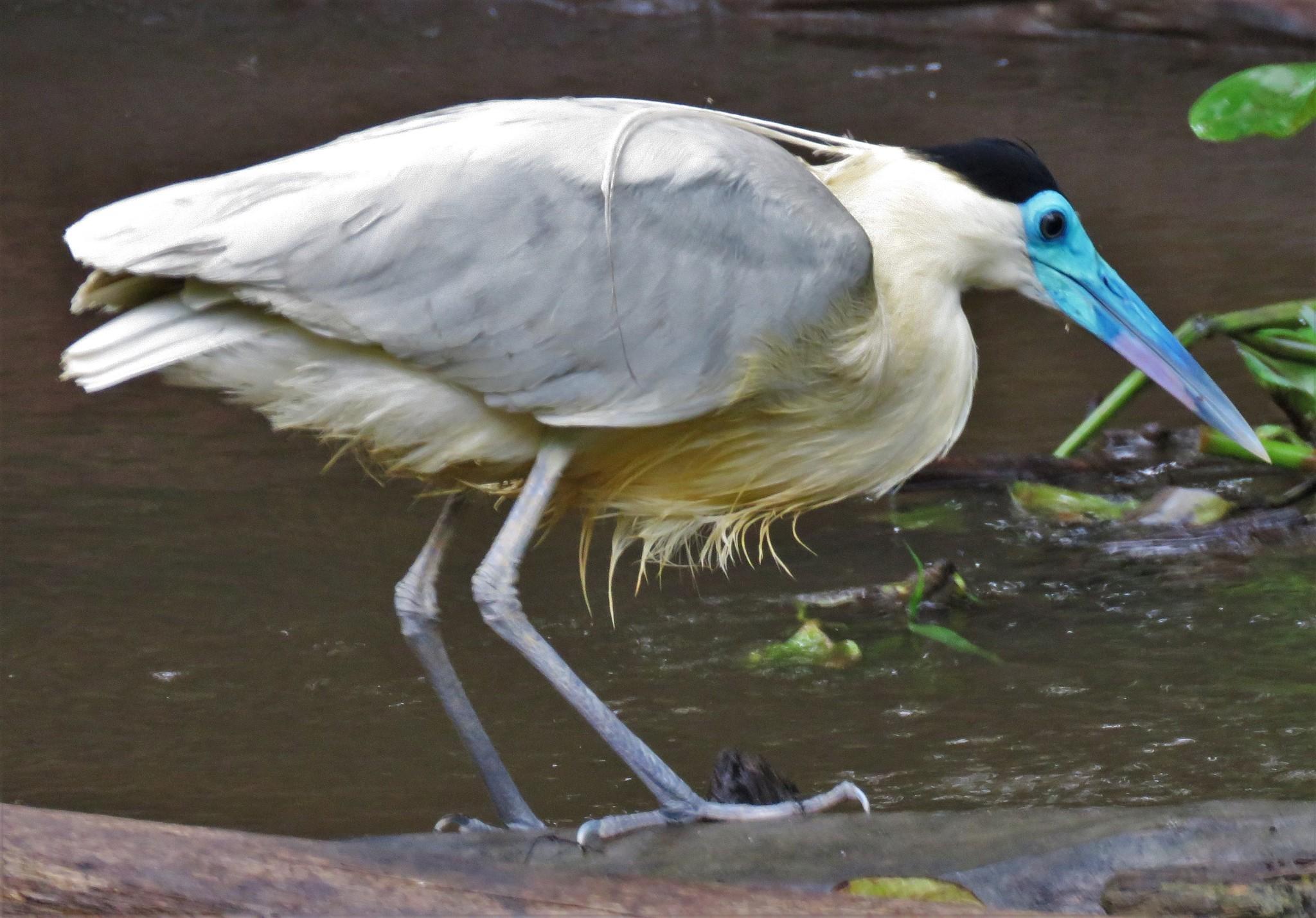 Garza real